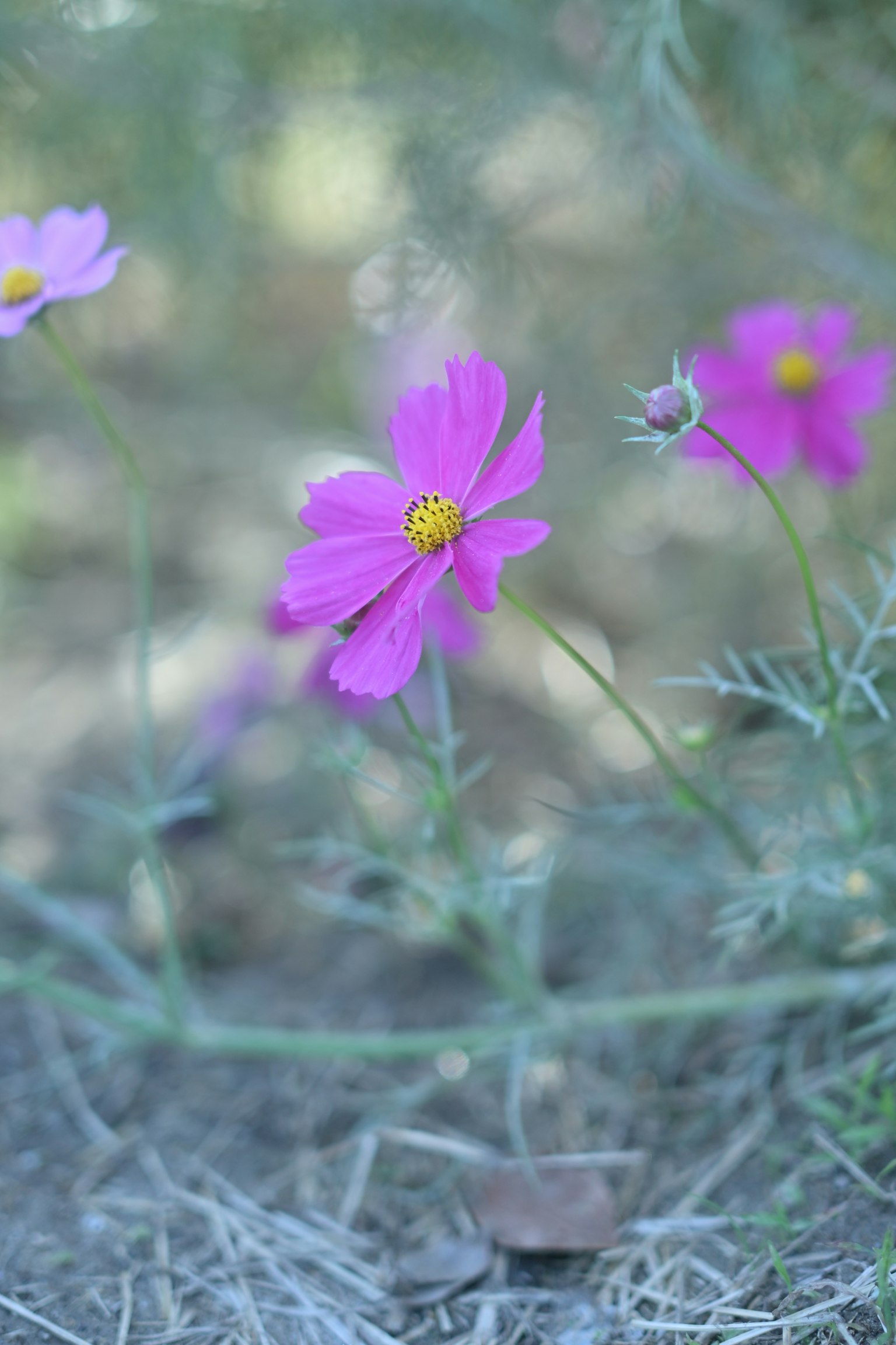 Lebendige rosa Blumen mit gelben Mittelpunkten umgeben von Grün