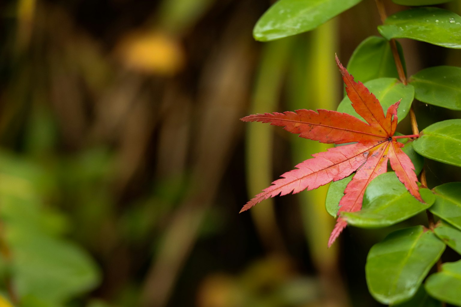 Daun maple merah yang cerah di antara dedaunan hijau subur