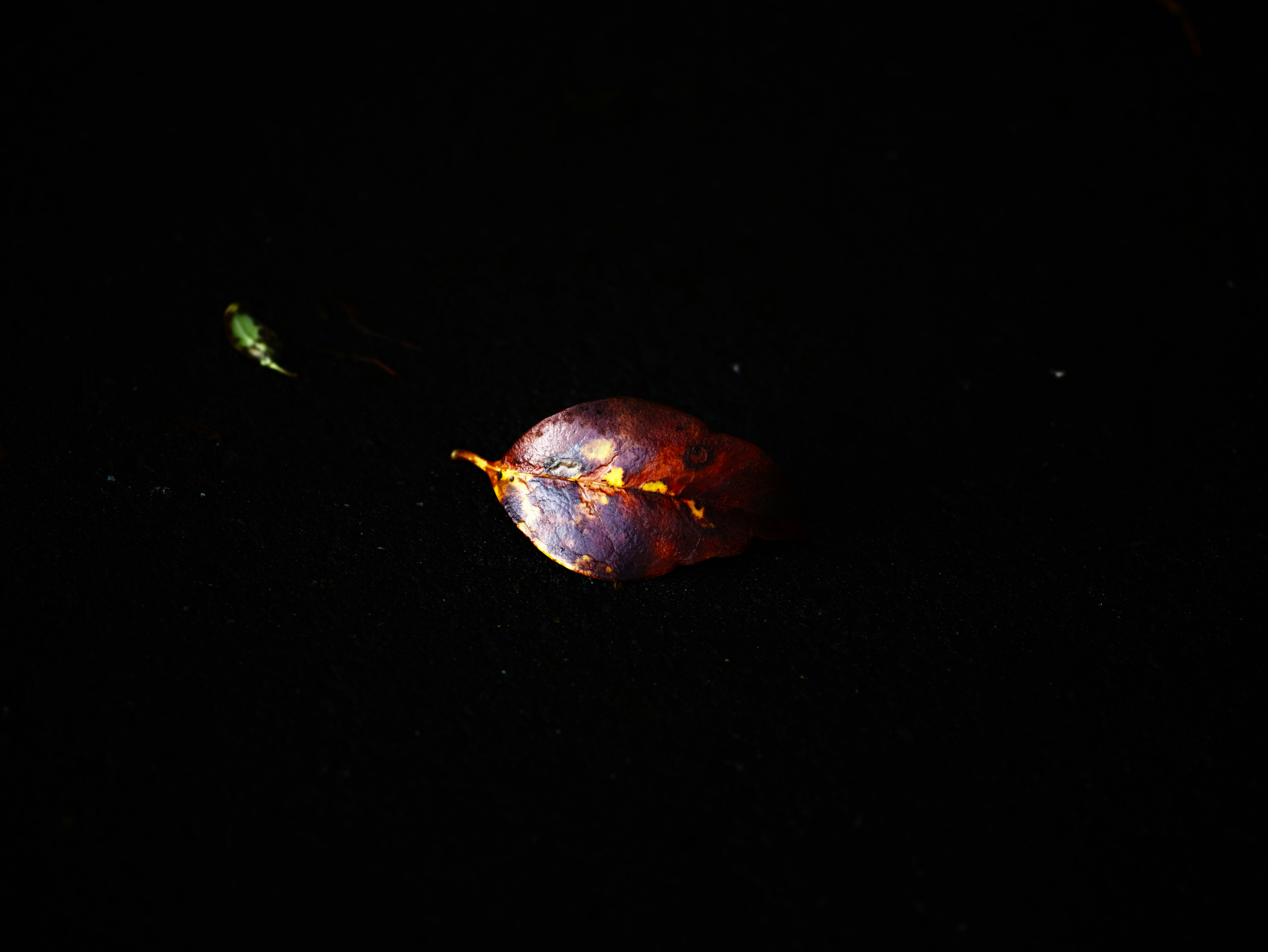 黒い背景に浮かぶ色鮮やかな小さな花びらのような破片