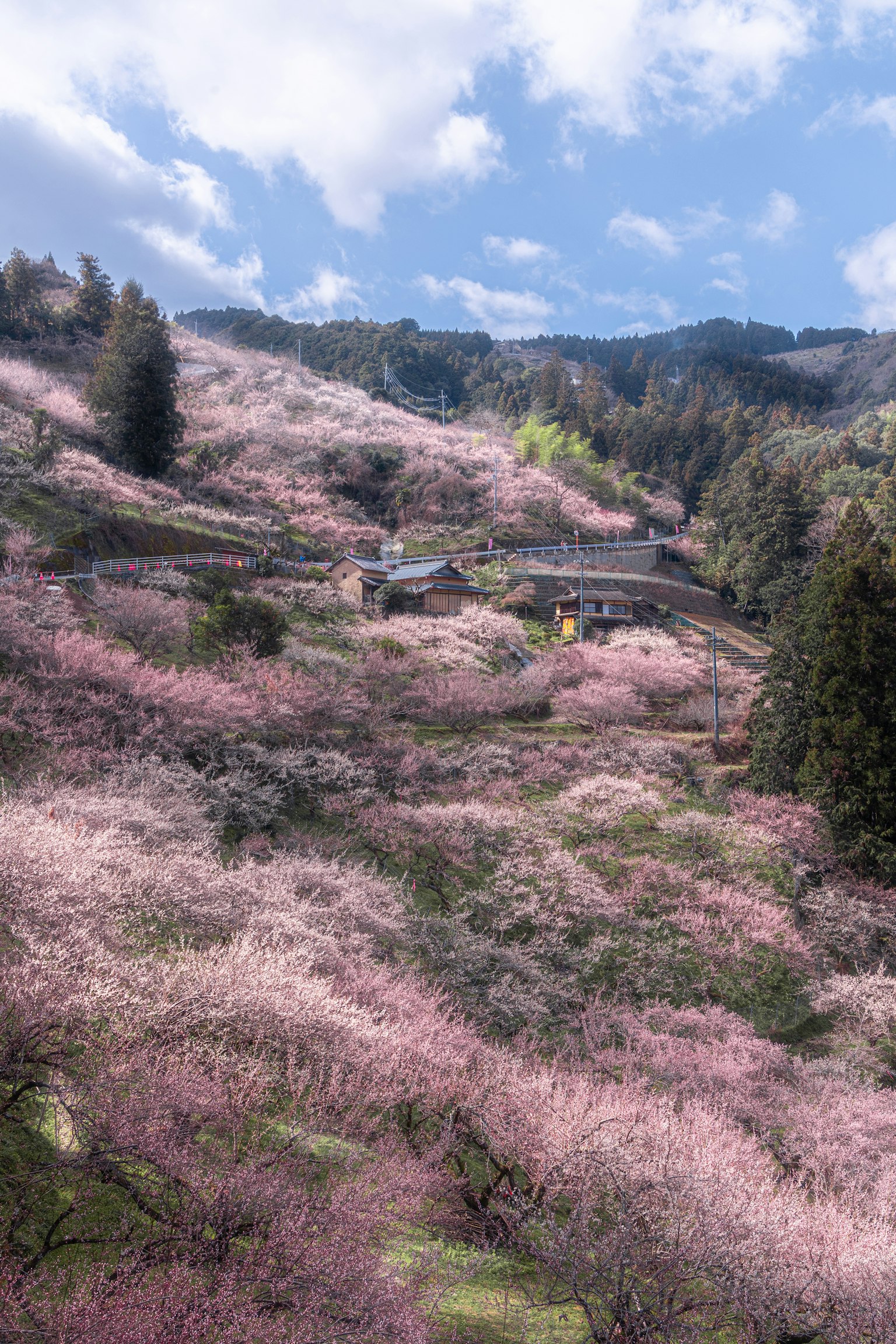 Pemandangan indah bunga sakura di bukit dengan langit biru