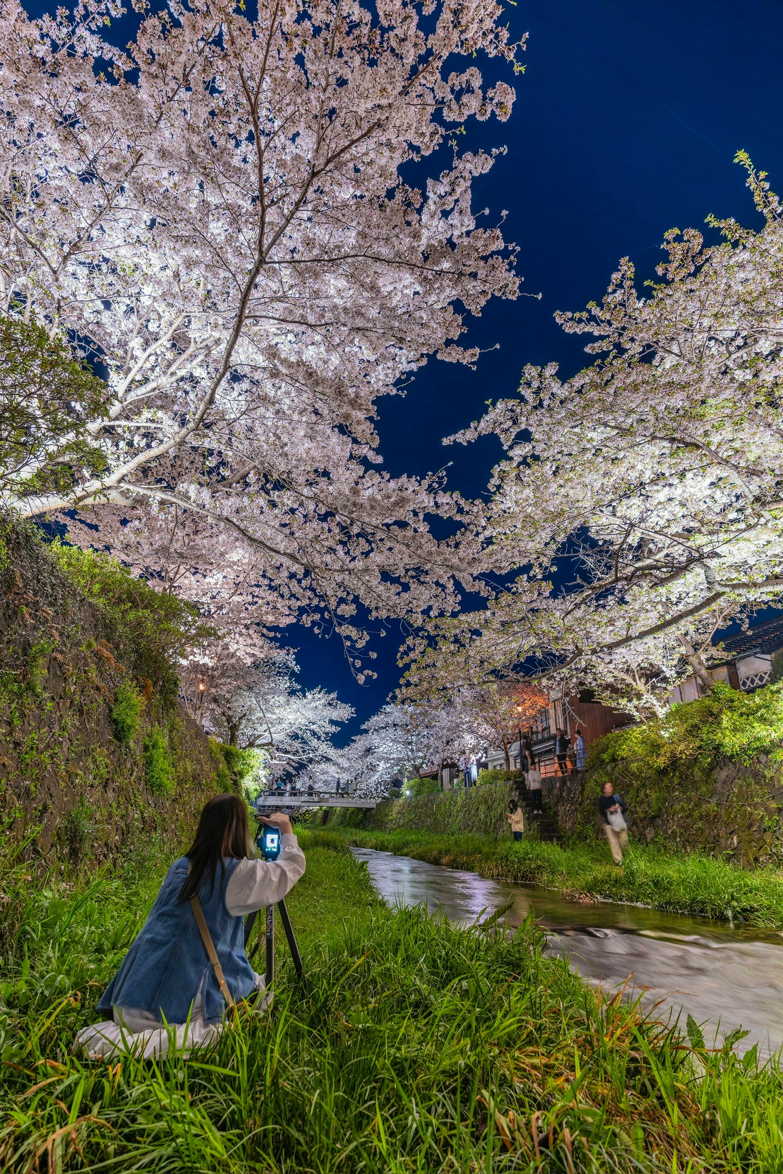 Una donna che fotografa sotto i ciliegi in fiore di notte