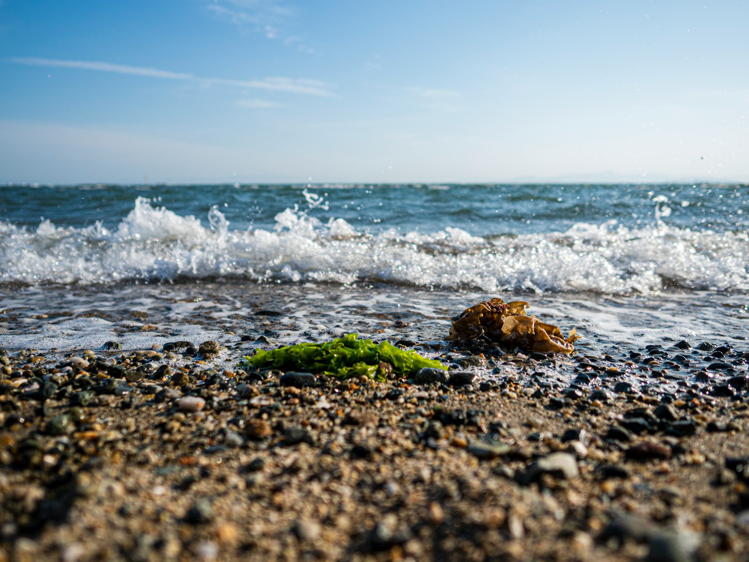 Scène côtière avec des vagues s'écrasant sur le rivage présentant des algues vertes et des rochers