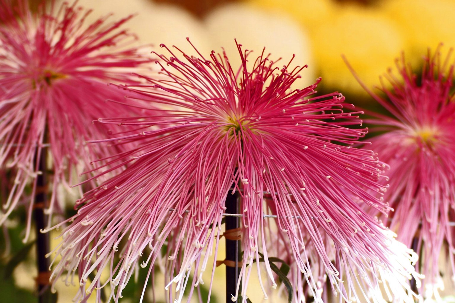 Lebendige pinkfarbene Blumen mit langen Fäden und verschwommenen gelben Blumen im Hintergrund