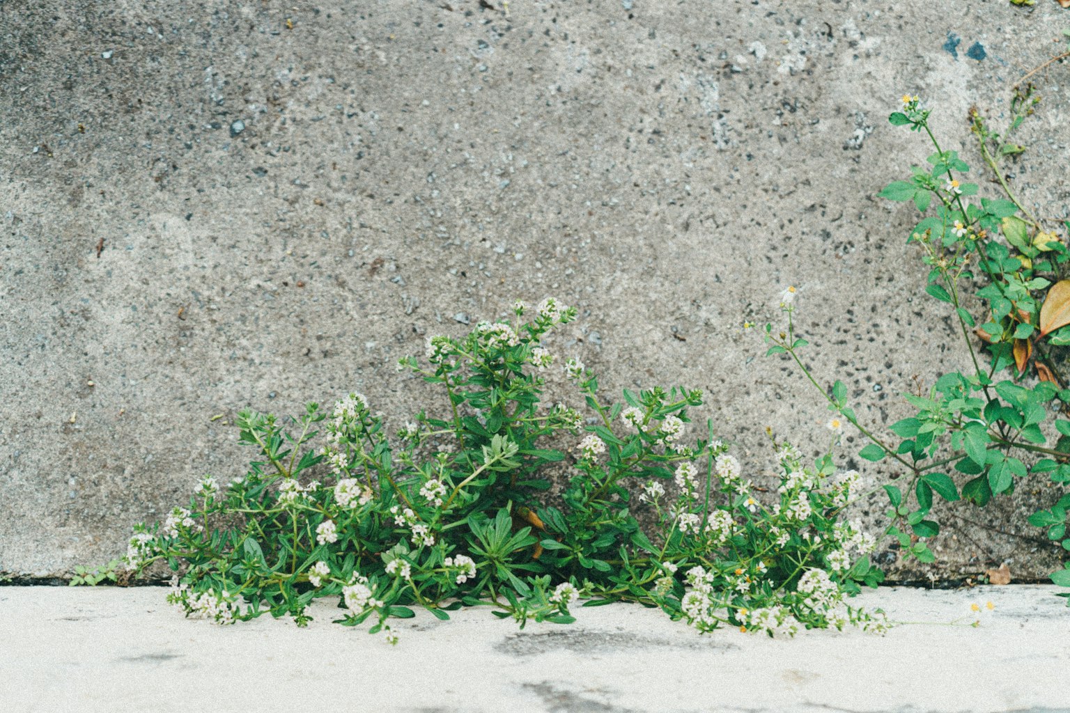 Piante verdi con fiori bianchi che crescono lungo un muro di cemento