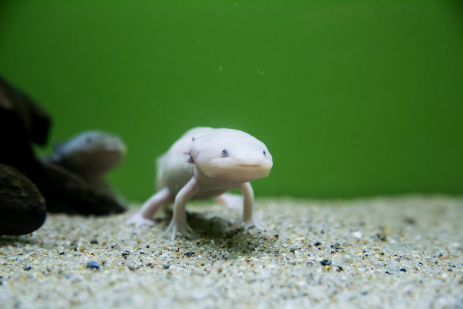 Axolote blanco caminando sobre arena en un acuario