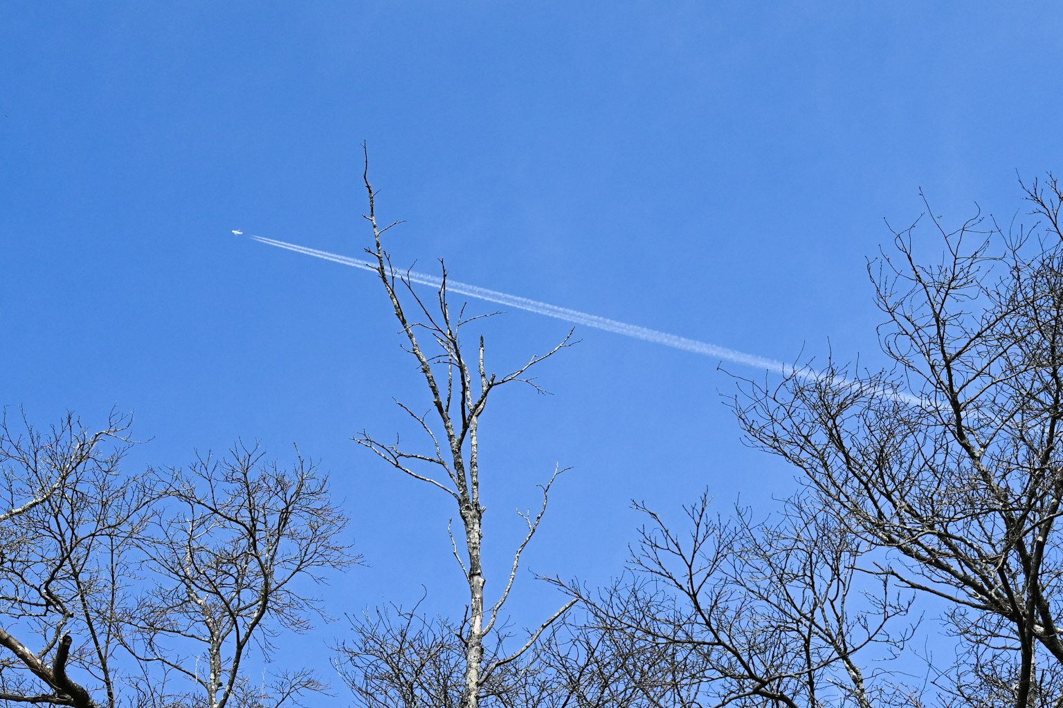 Un cielo azul claro con estela de avión y árboles desnudos