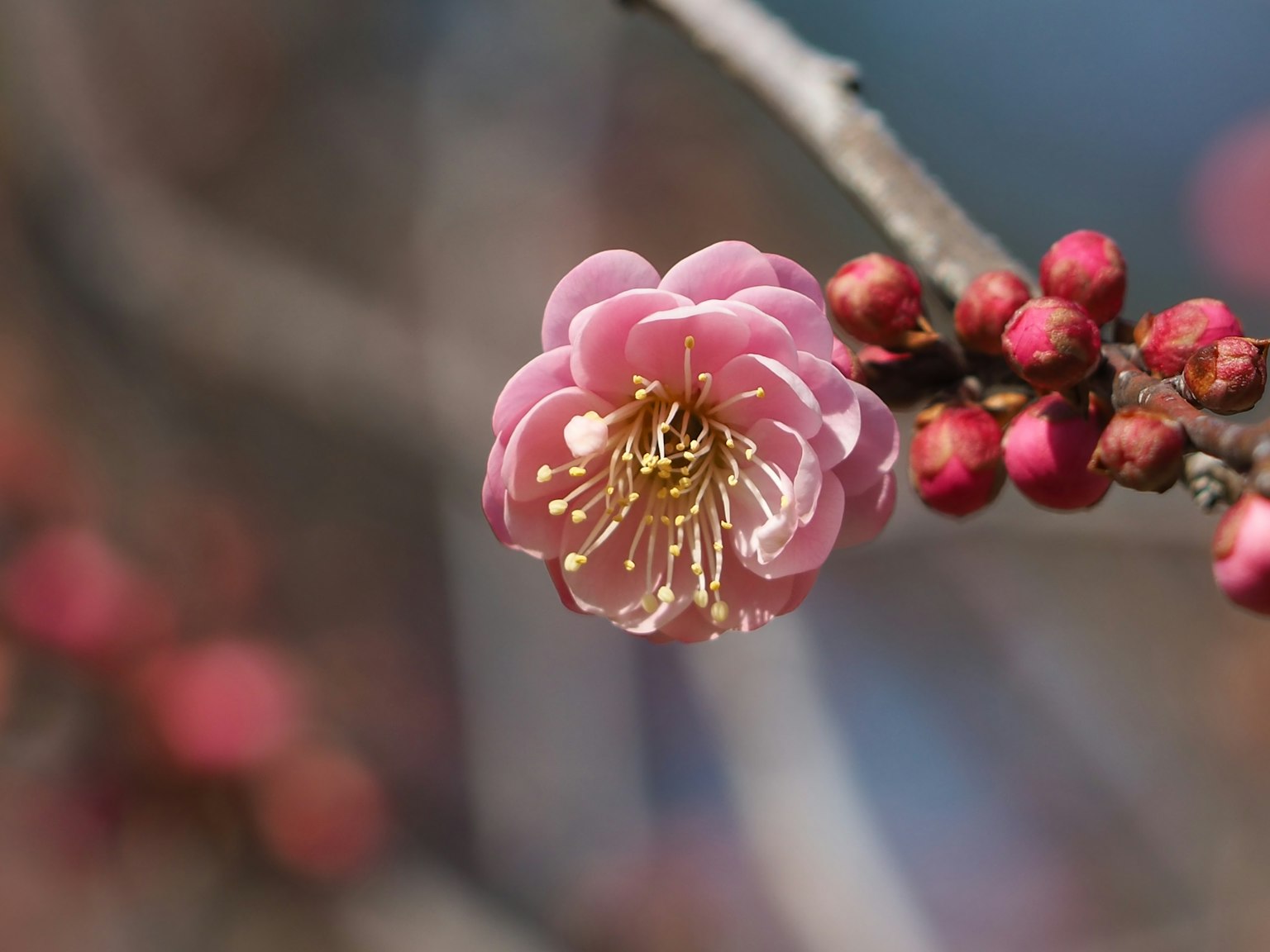 Zweig mit einer blassrosa Pflaumenblüte und Knospen