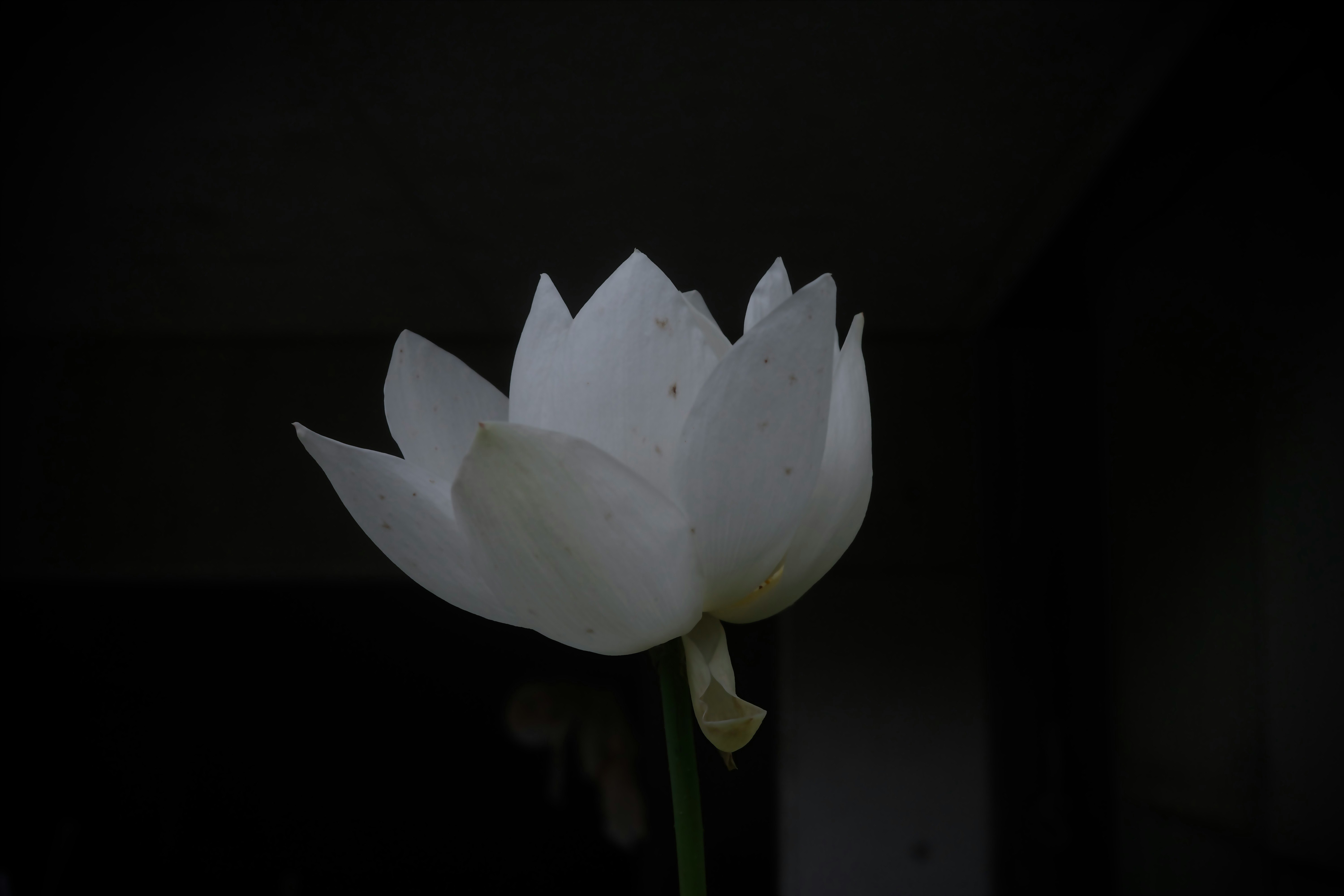 黒背景に浮かぶ白い蓮の花
