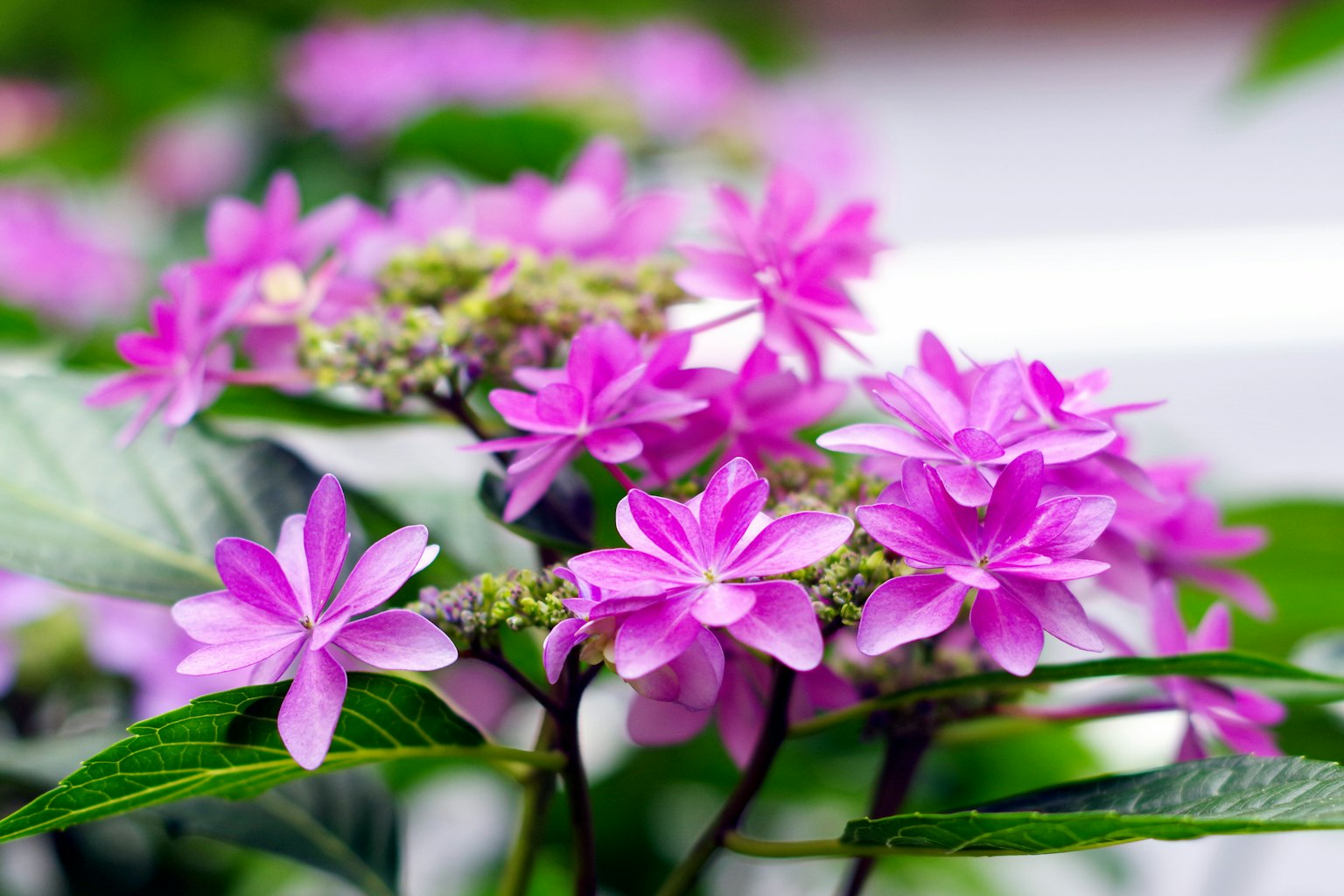 Nahaufnahme einer Pflanze mit lebhaften rosa Blüten