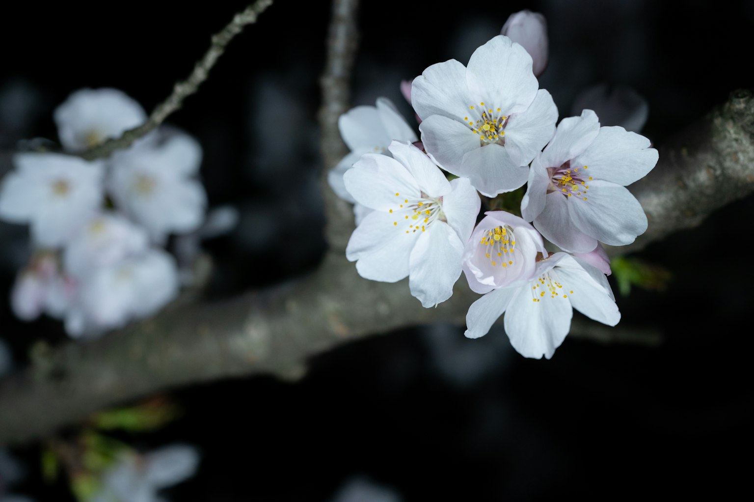 Gros plan de fleurs de cerisier sur un fond sombre