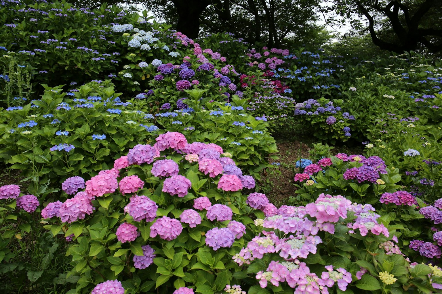 ดอกไฮเดรนเยียหลากสีในเฉดสีชมพูและน้ำเงินบานสะพรั่งในสวนเขียวขจี