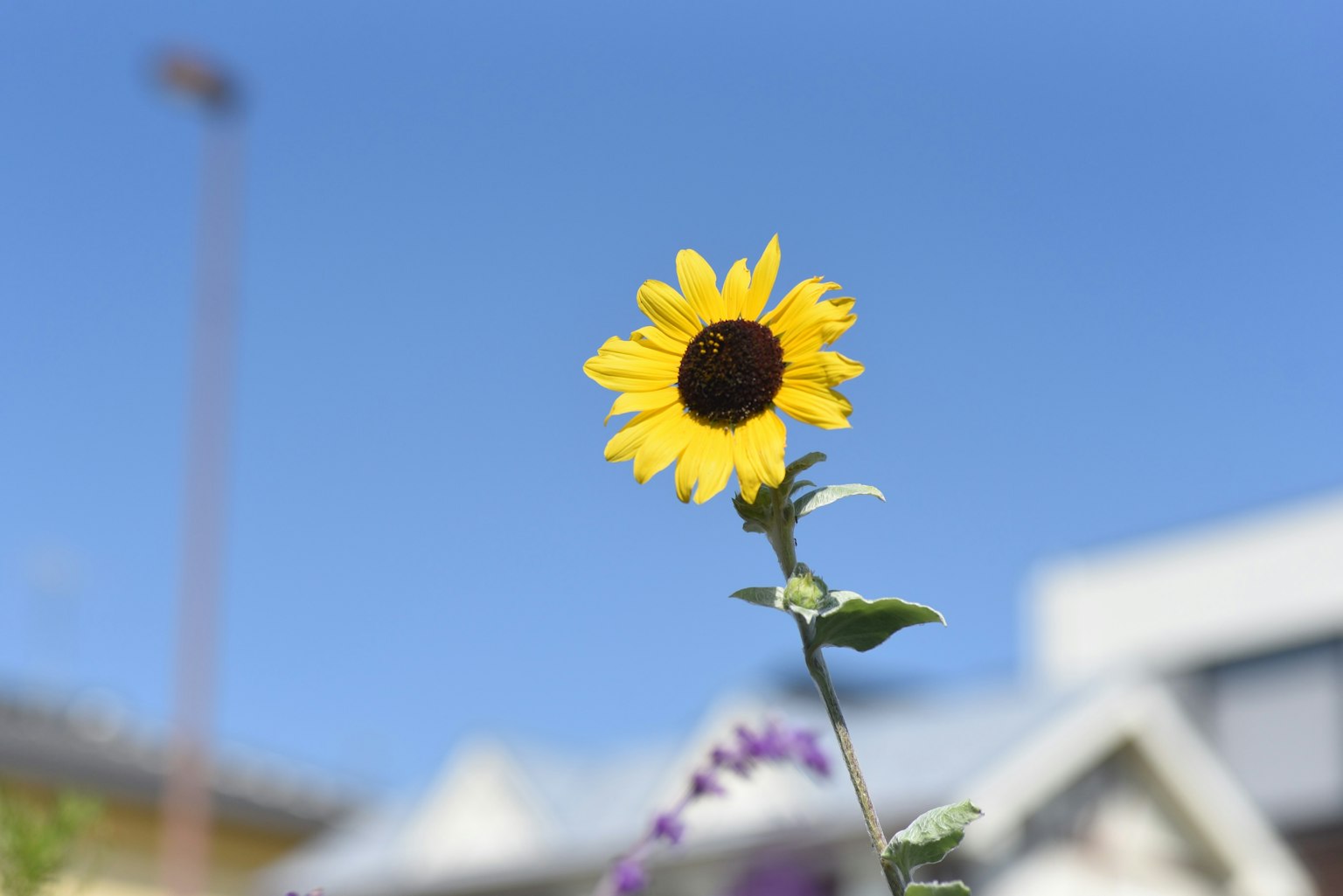 Girasol de pie bajo un cielo azul con casas al fondo