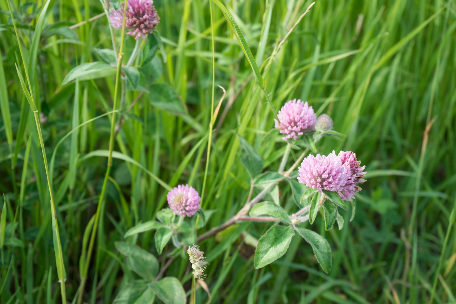 Purple clover flowers blooming among green grass