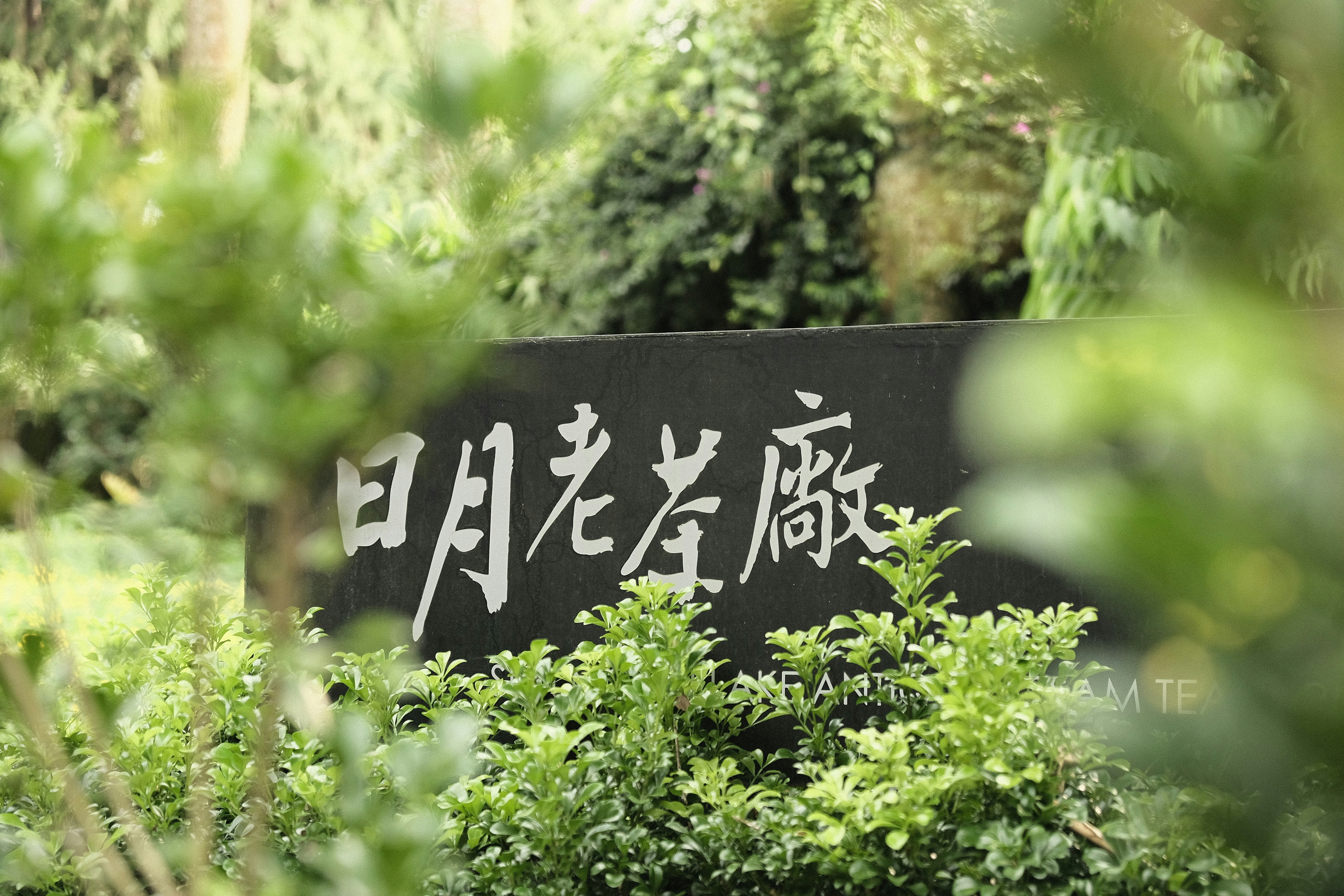 日月老茶廠の看板が緑の茂みの中にある茶畑の風景