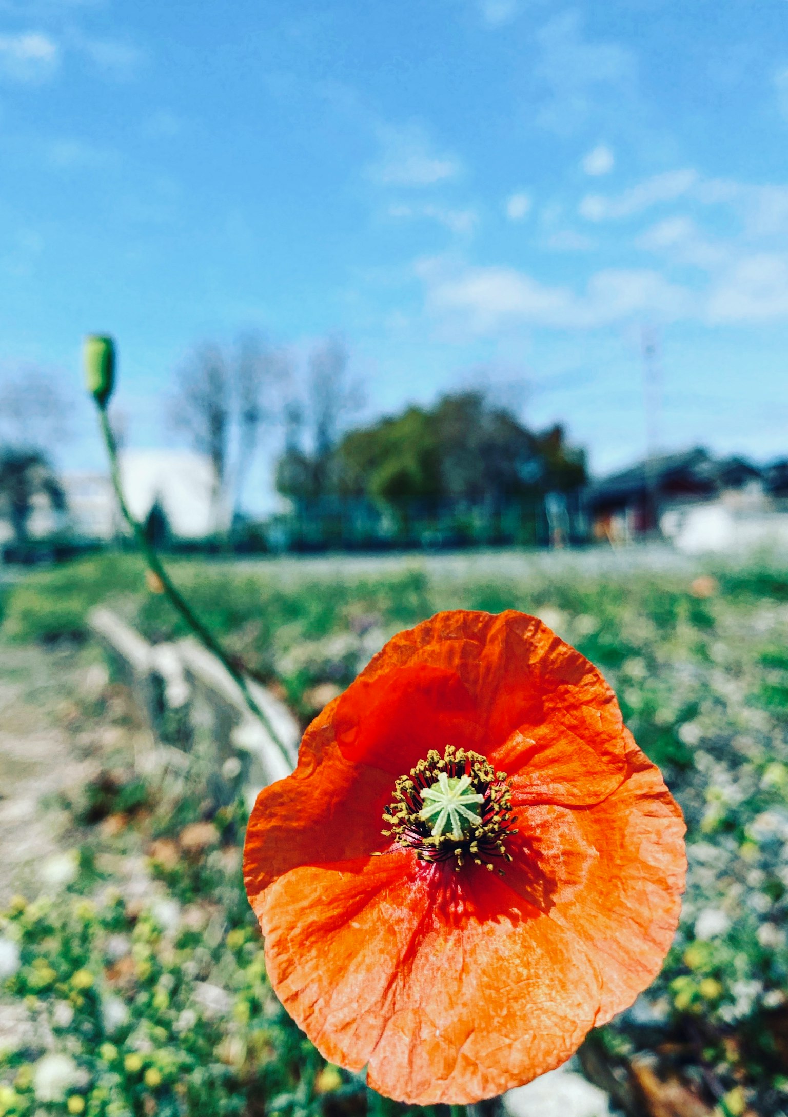 Bunga poppy oranye cerah mekar di bawah langit biru