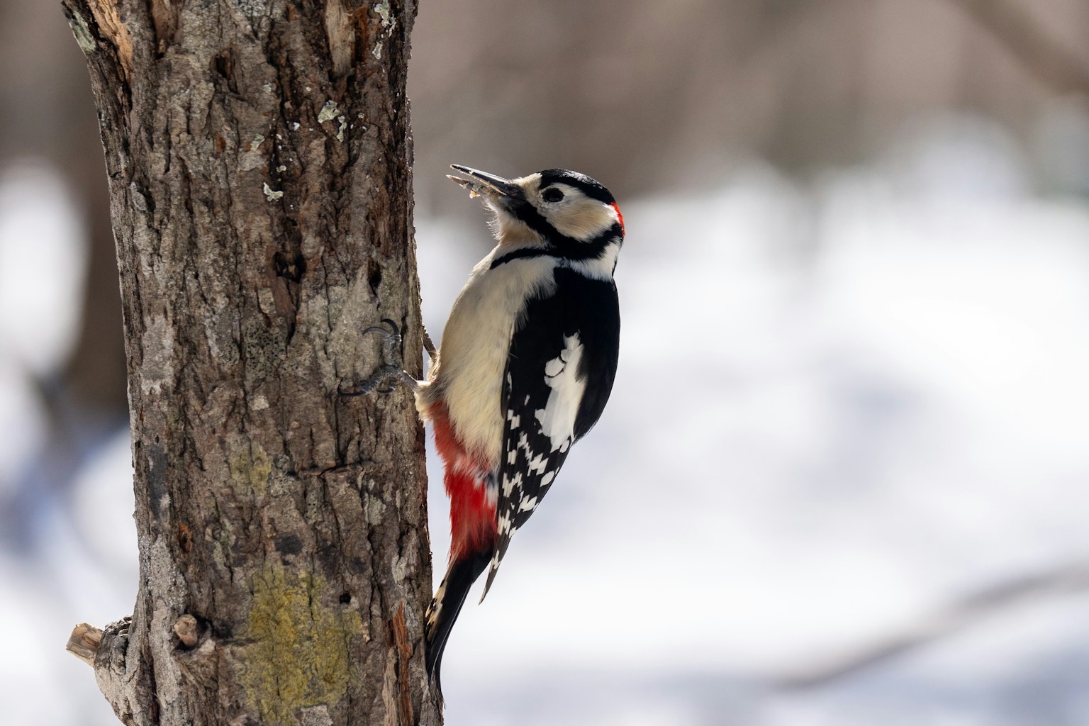 Un pájaro carpintero posado en un tronco de árbol en un paisaje nevado