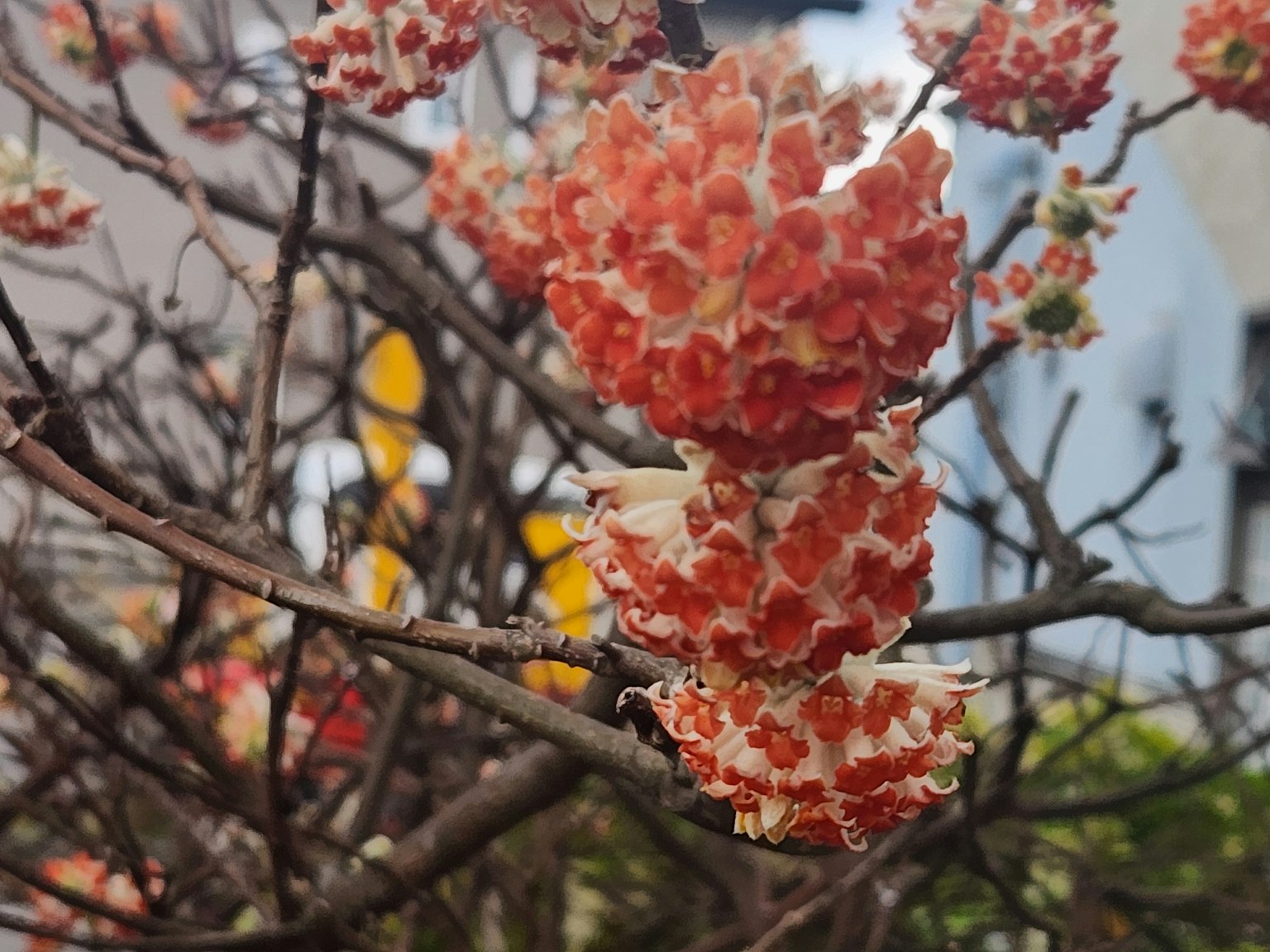 橙色花朵的树枝特写