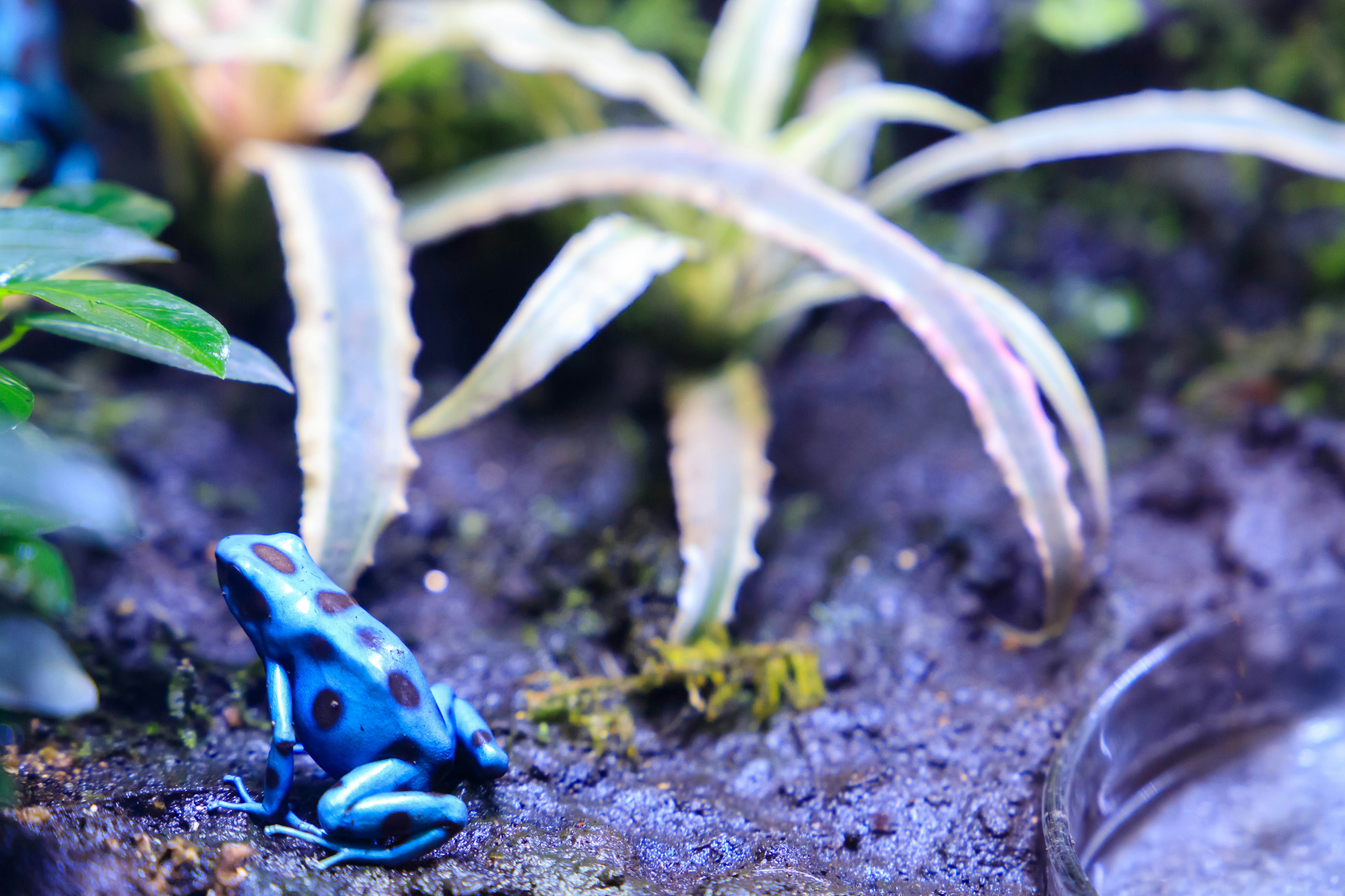 pequeña rana azul tipo dendrobate sobre suelo húmedo, escena natural