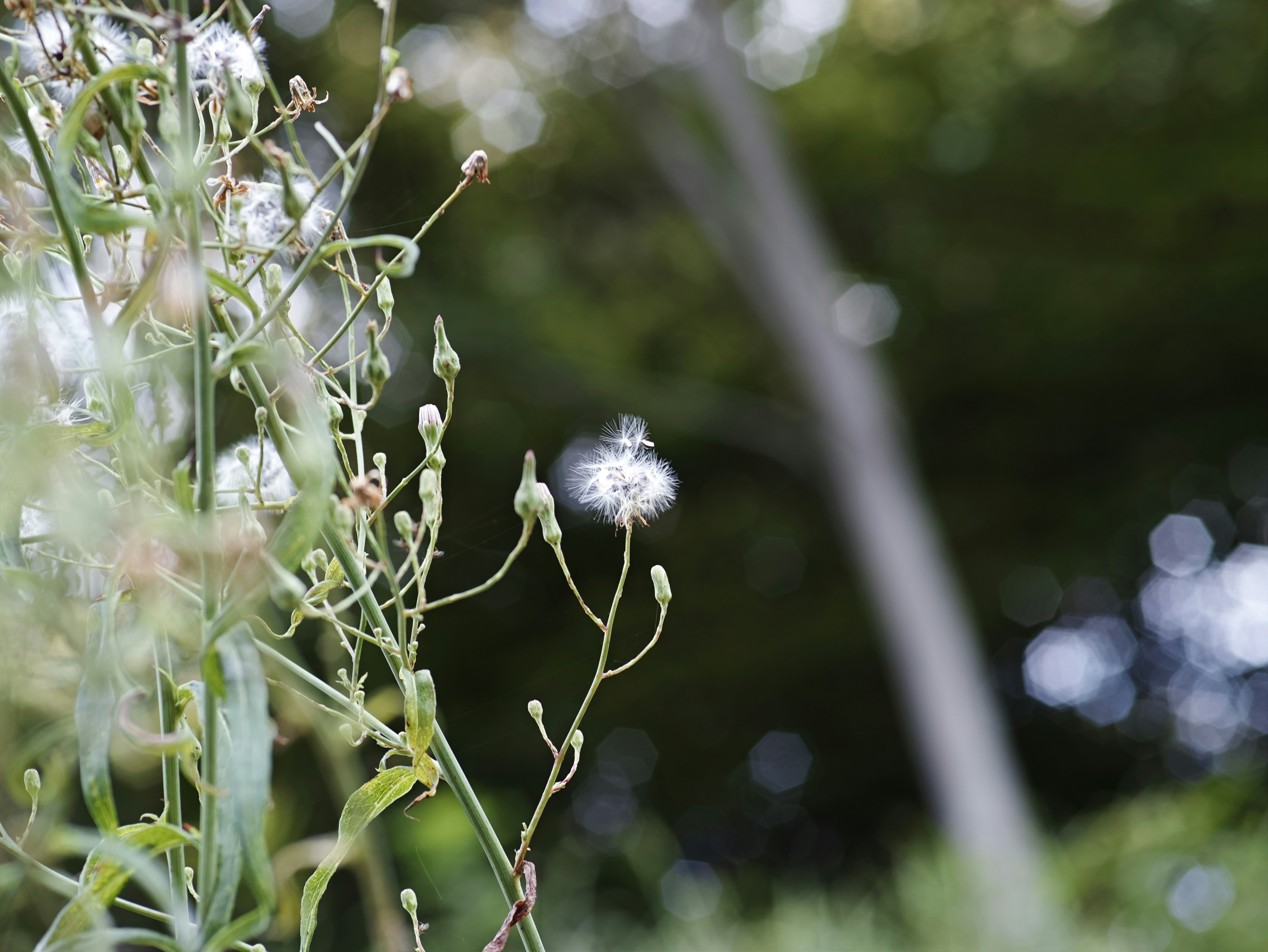 草むらの綿毛と花のある自然のクローズアップ