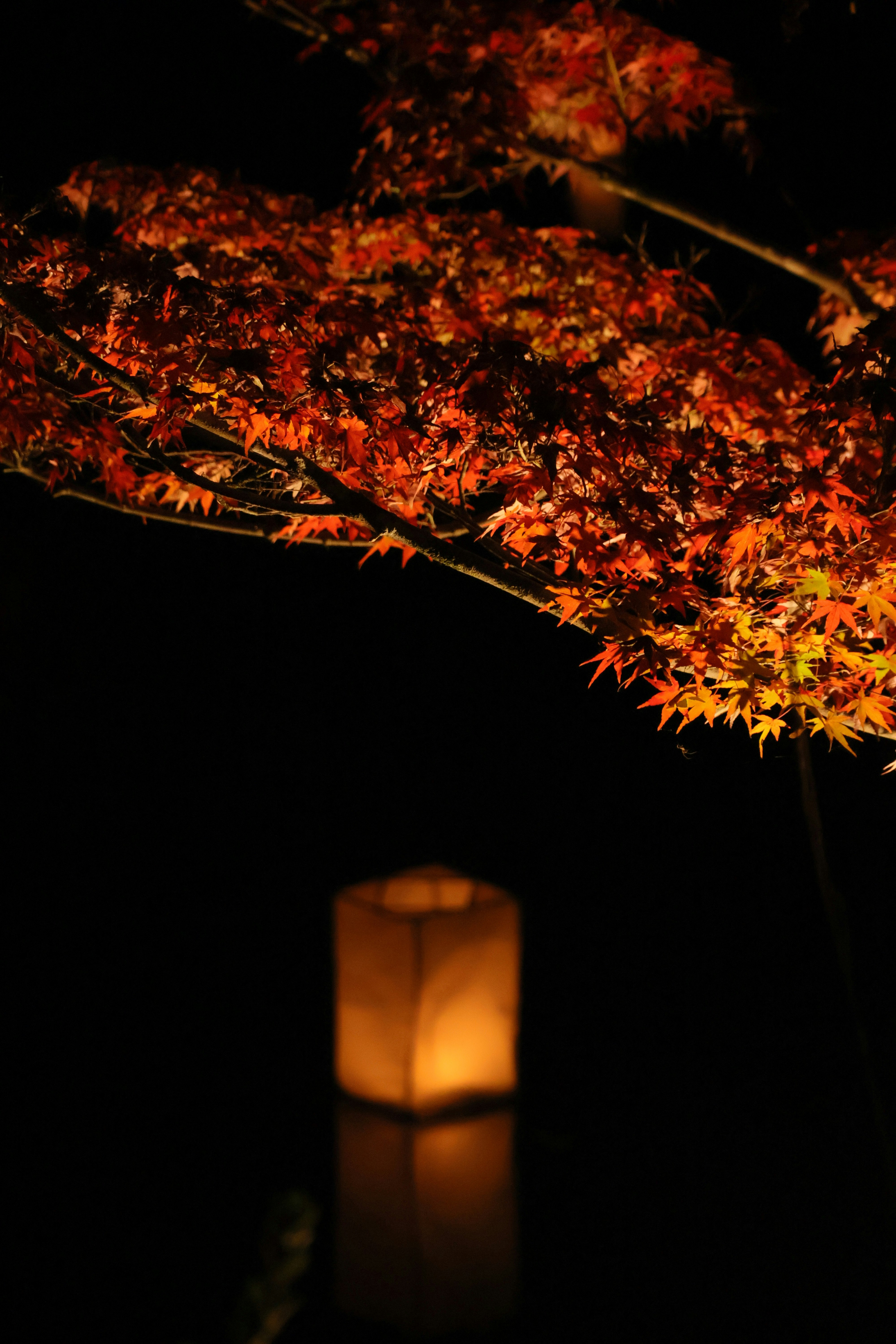 御船山楽園の紅葉ライトアップと灯篭の灯りのリフレクション
