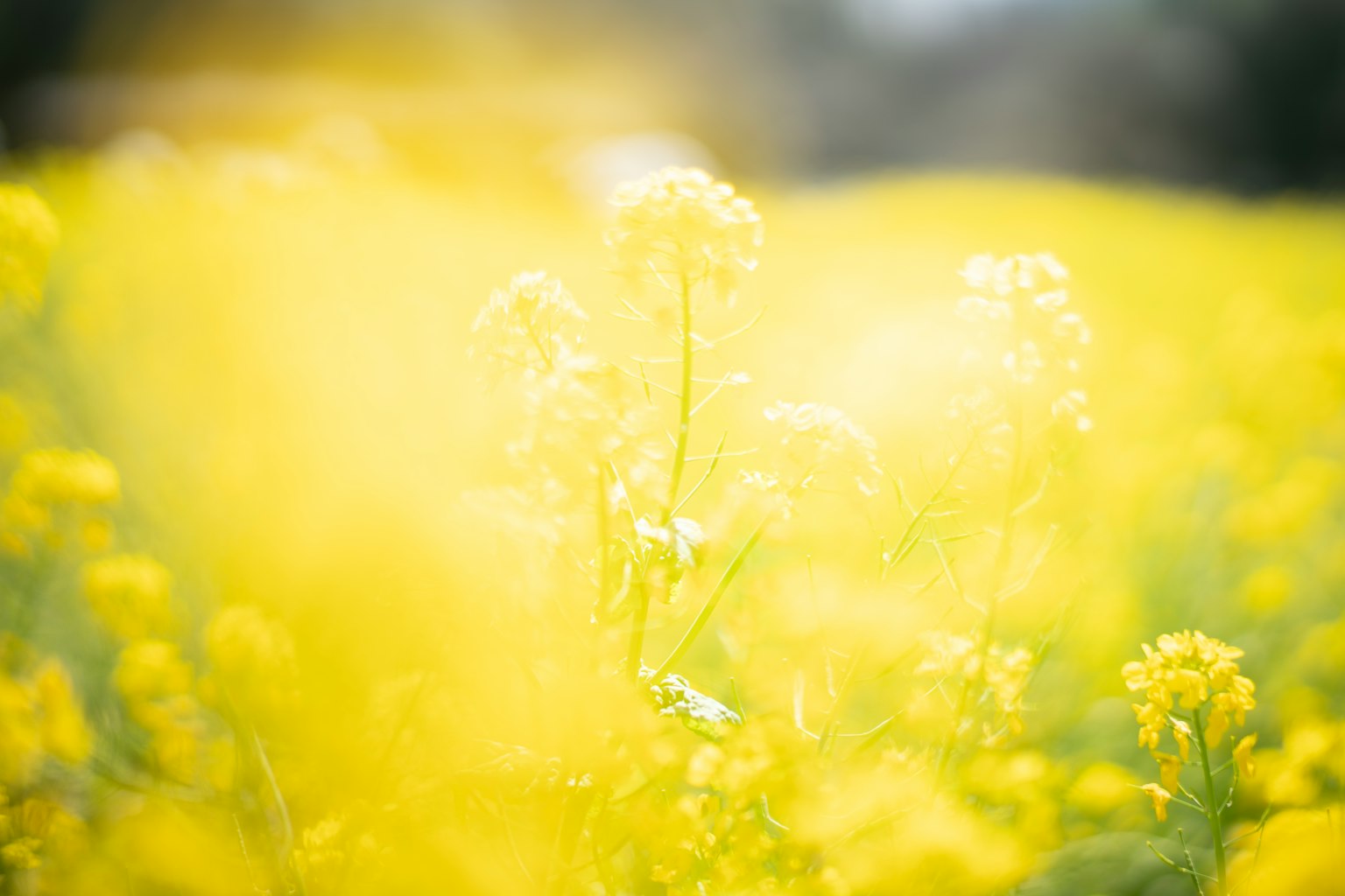模糊的黃色花朵盛開的風景