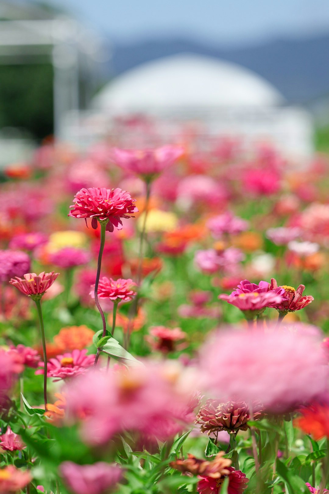色とりどりのピンクの花が咲く花畑の前景