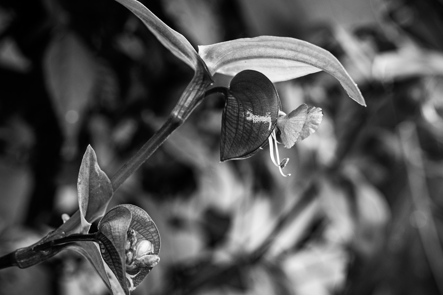 Photographie en gros plan d'une fleur en noir et blanc montrant de beaux pétales et des détails de feuilles