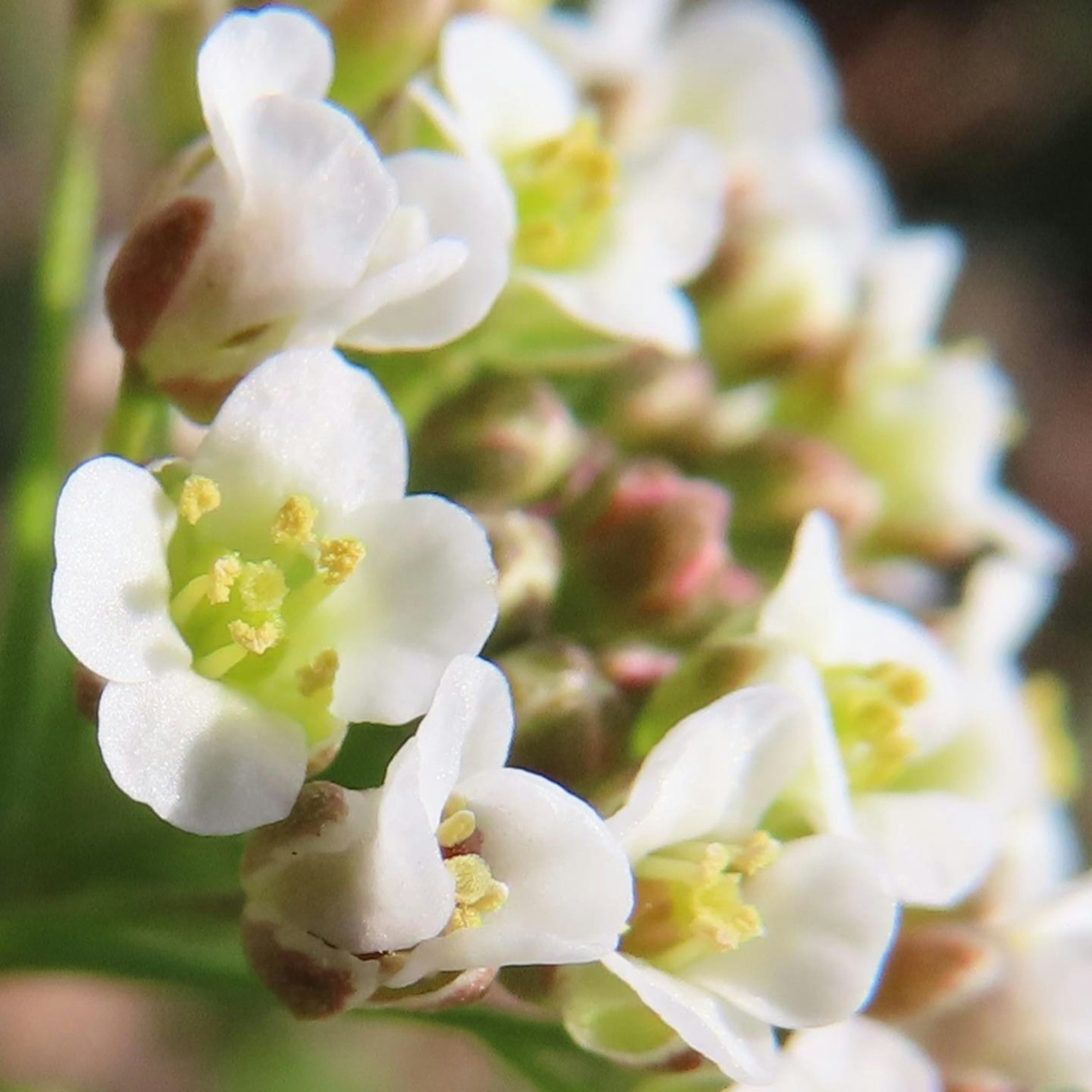 小白花和绿色中心的特写