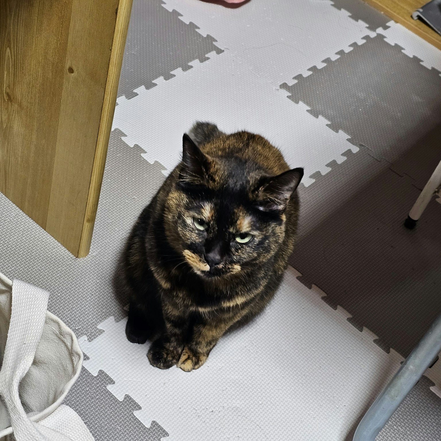 Un gatto tartarugato seduto sul pavimento di una stanza