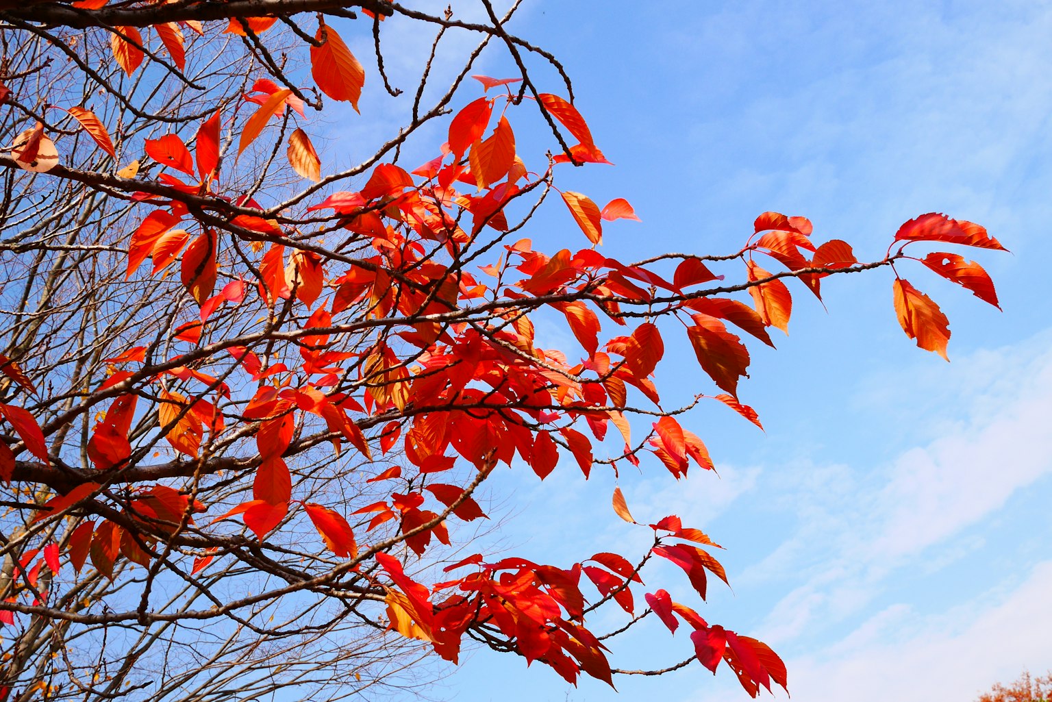 Foglie rosse vivaci su un ramo di albero contro un cielo blu