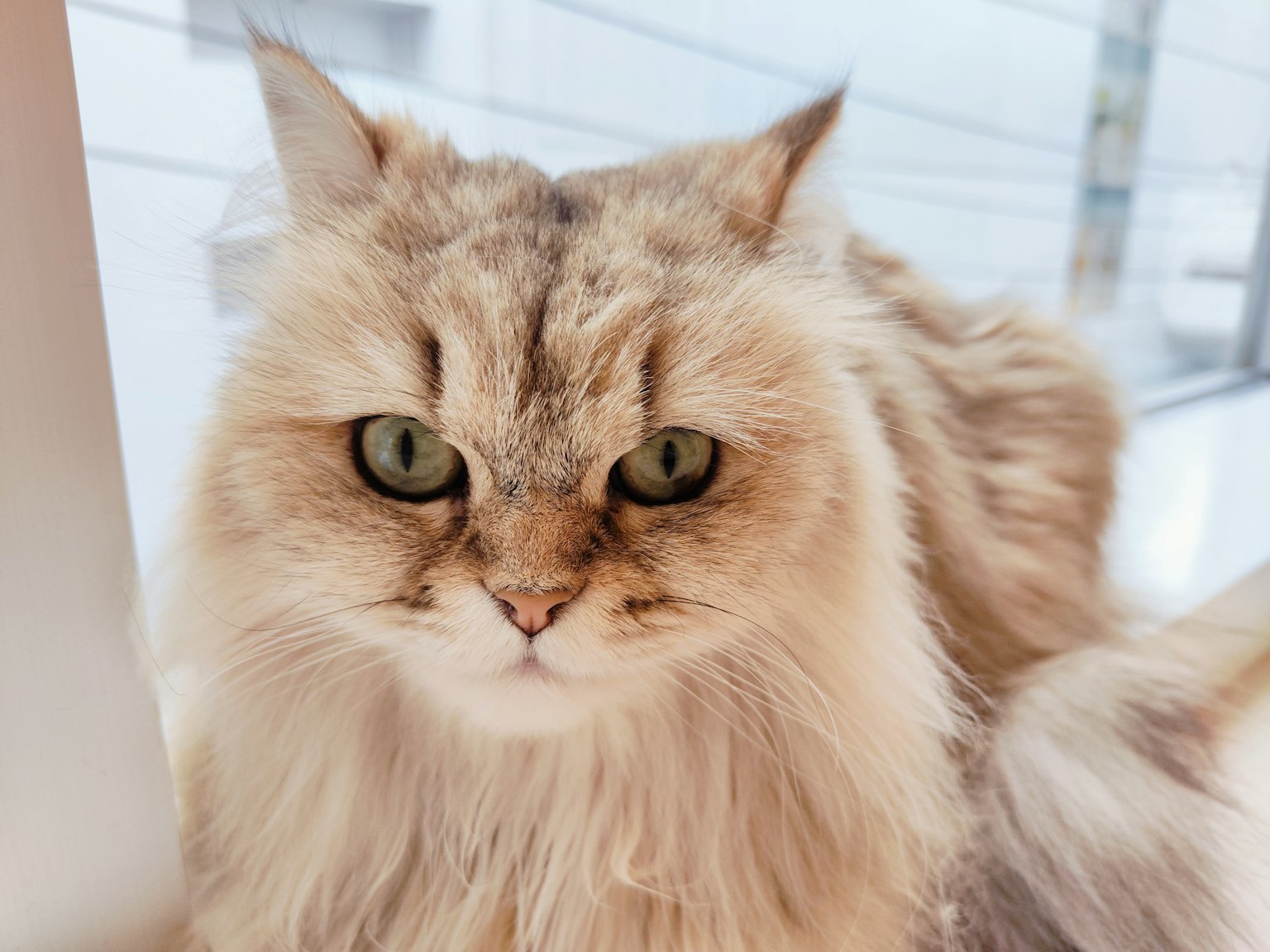 Chat à poil long magnifique regardant l'objectif
