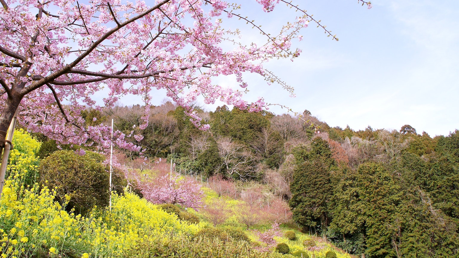 樱花树和绿色山丘的风景