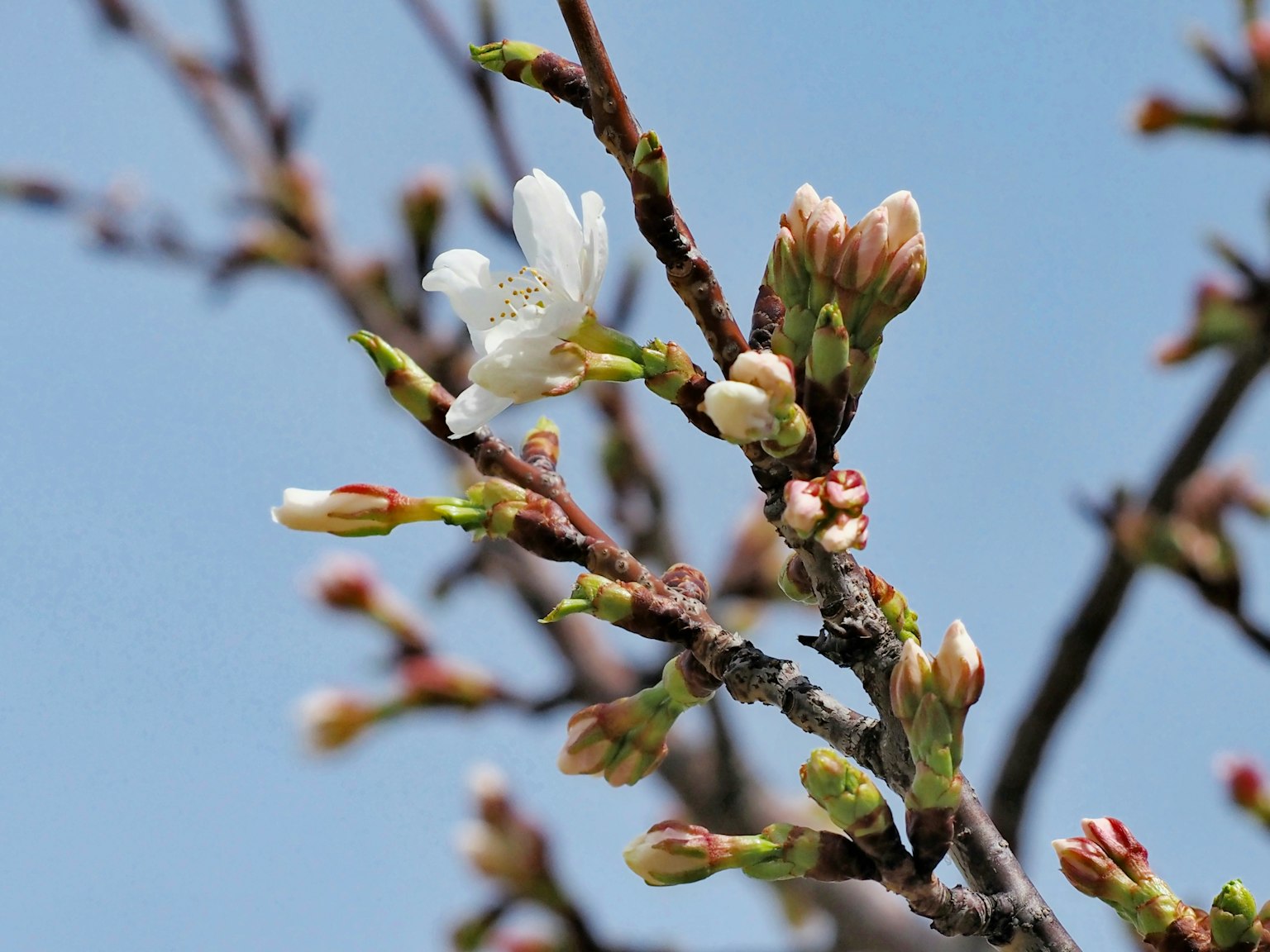 Primo piano di gemme e fiori di ciliegio su un ramo con uno sfondo di cielo blu