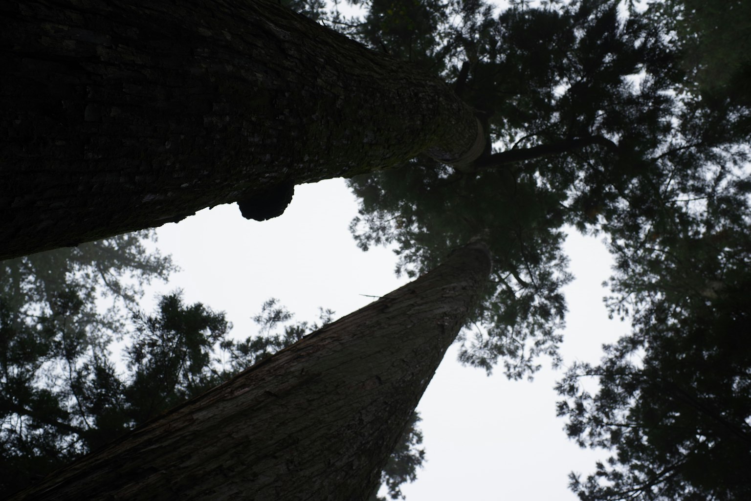 Image montrant une vue vers le haut de deux grands arbres
