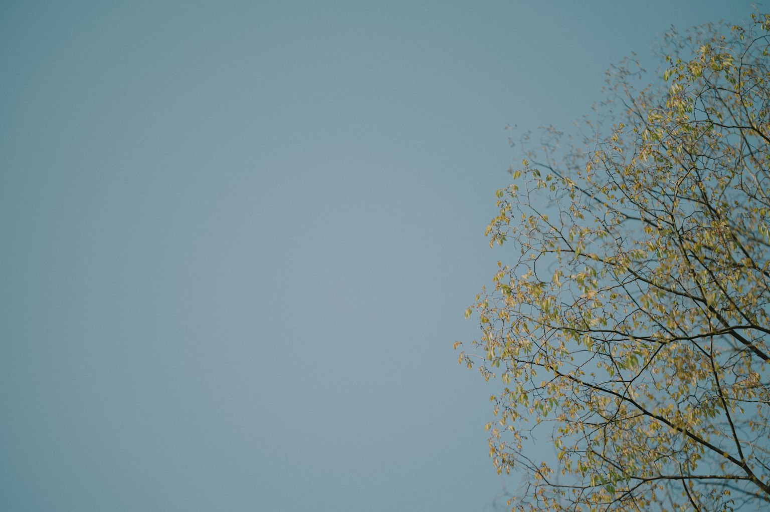 푸른 하늘에 노란 잎을 가진 나무의 장면