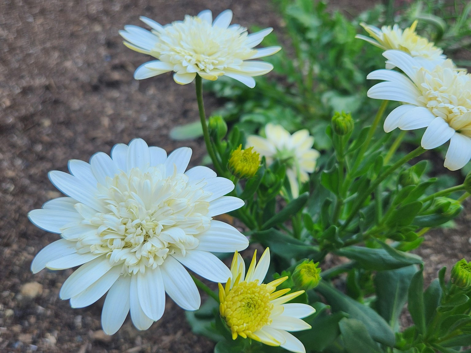 Gros plan de fleurs blanches et jaunes dans un jardin