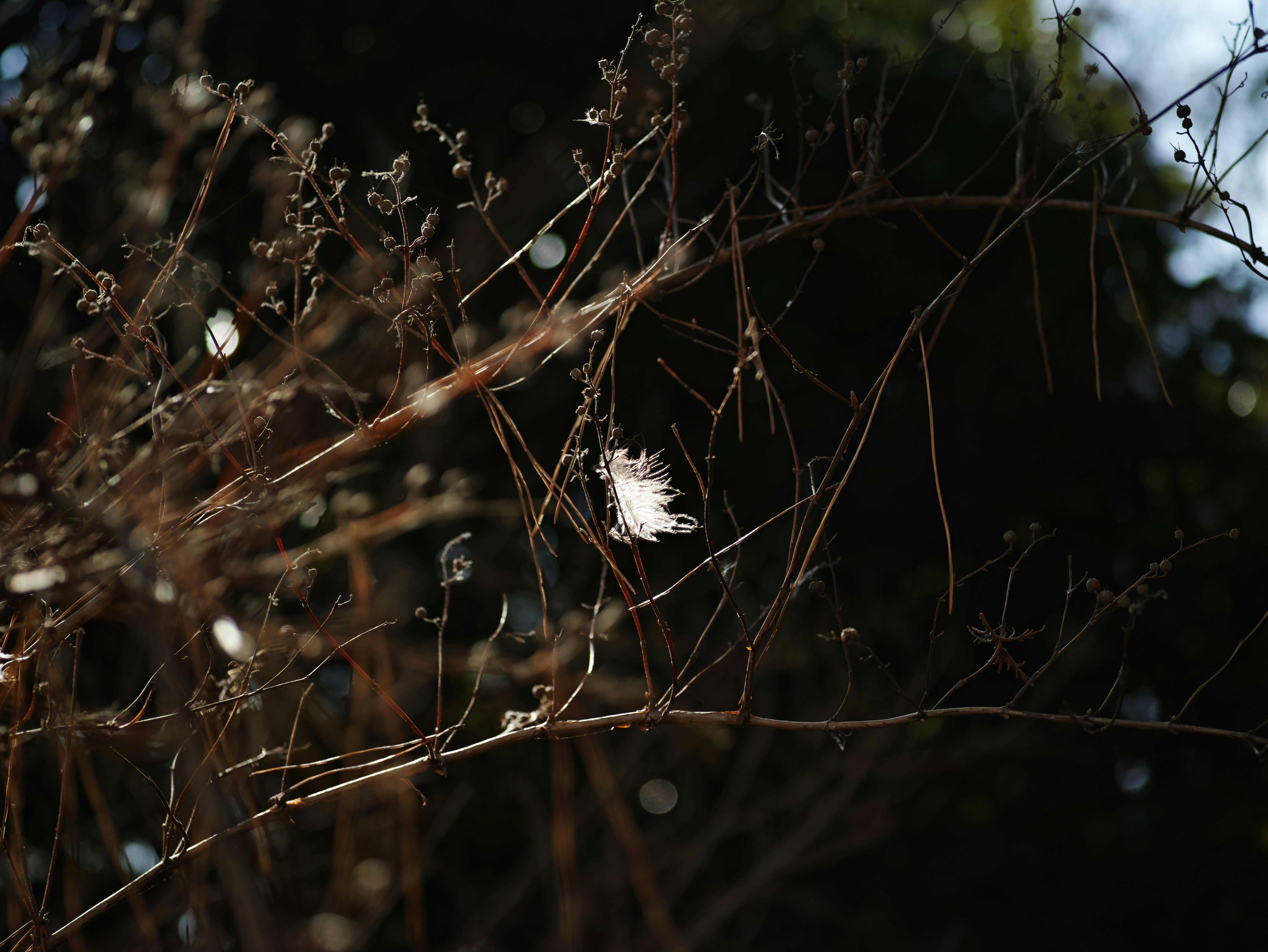 Thin branches with a white feather against a dim background