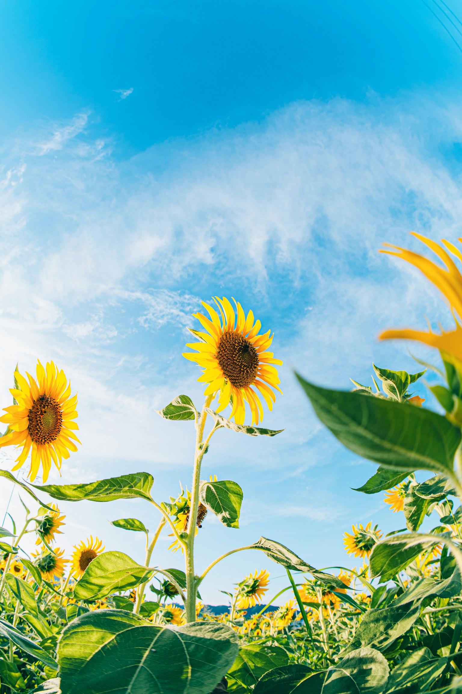 Champ de tournesols sous un ciel bleu