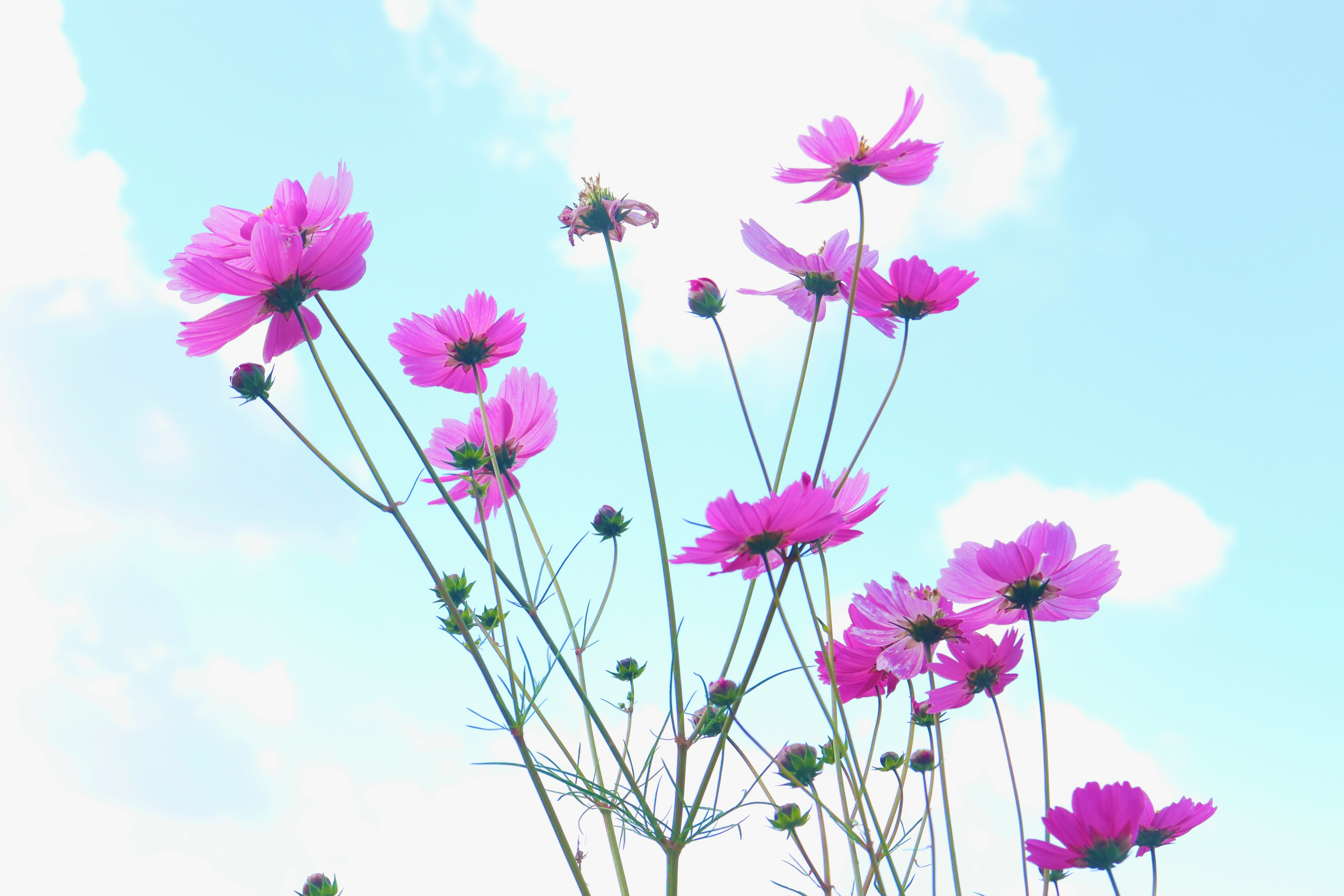 pink cosmos flowers reaching toward a blue sky