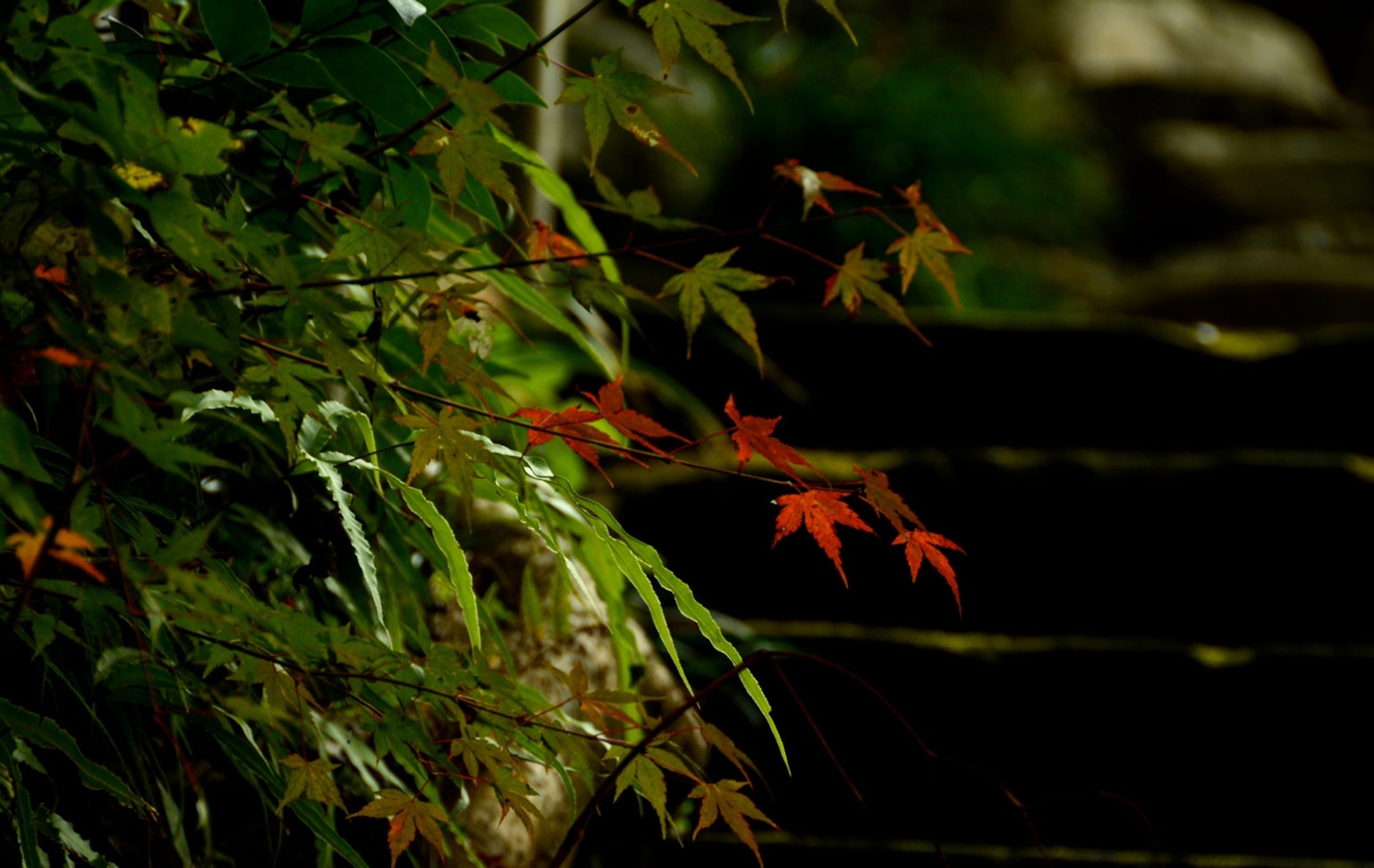 Green and red leaves beside a stone staircase