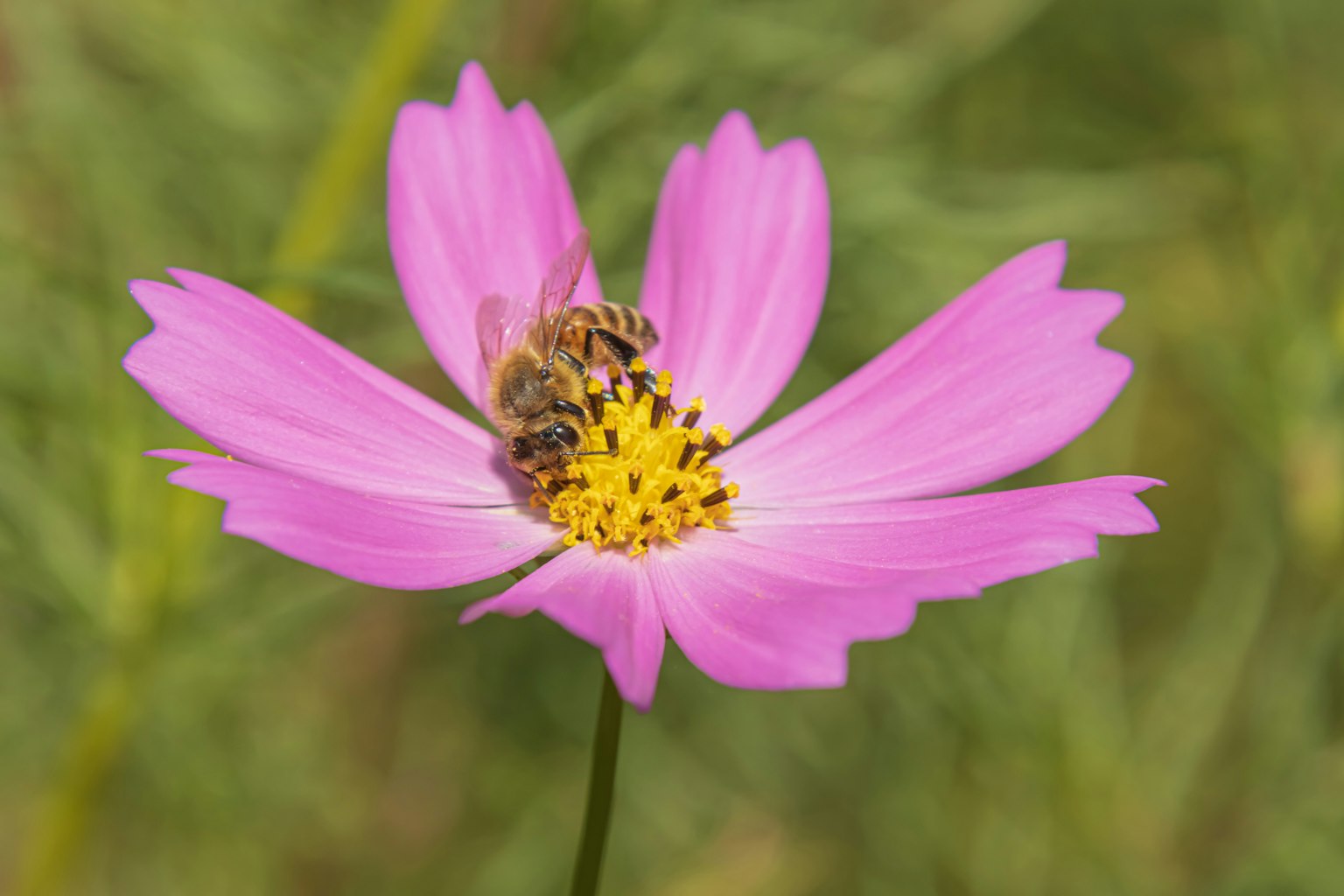 Bee on a pink cosmos flower