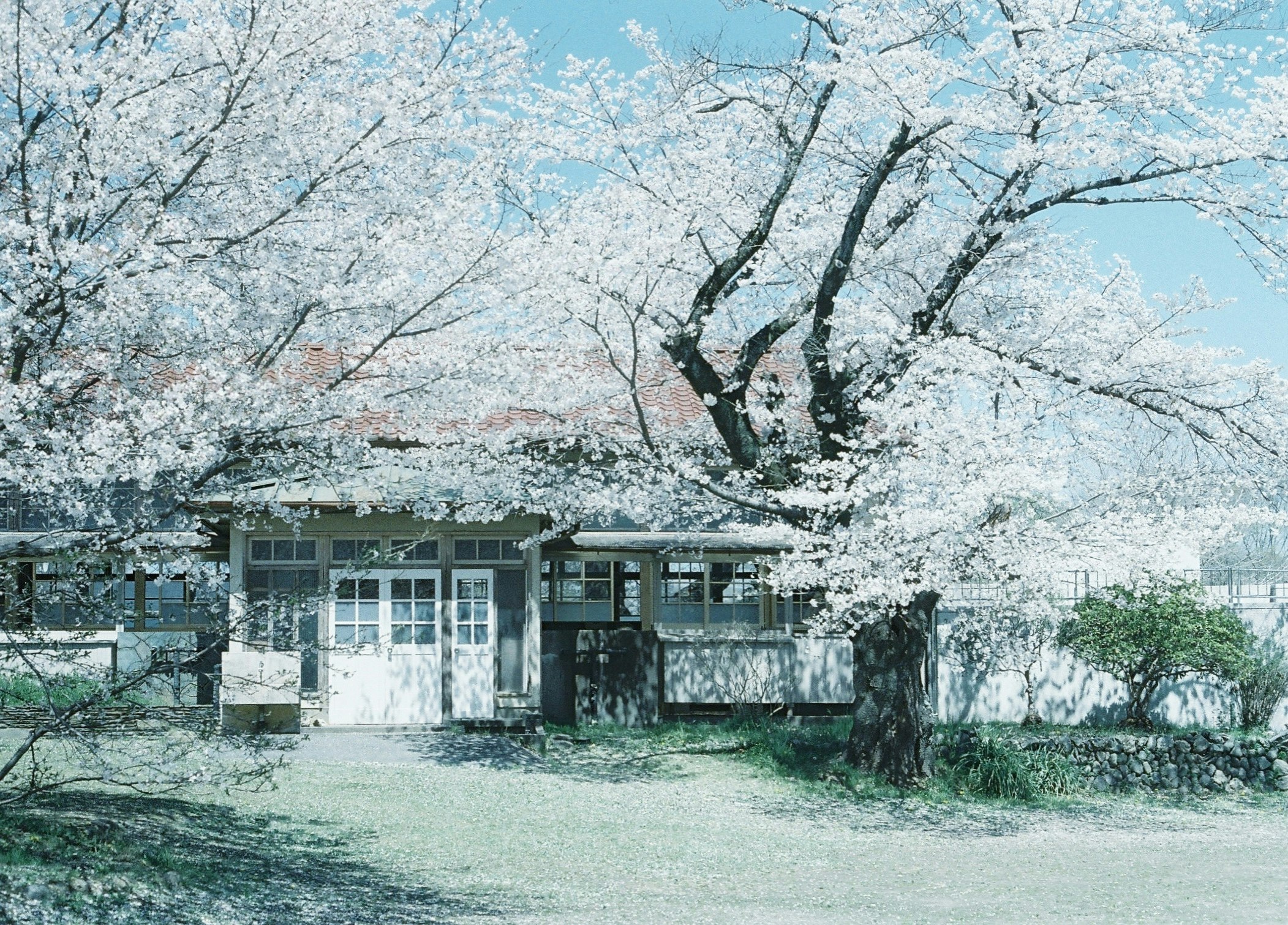 old school courtyard under cherry blossom trees