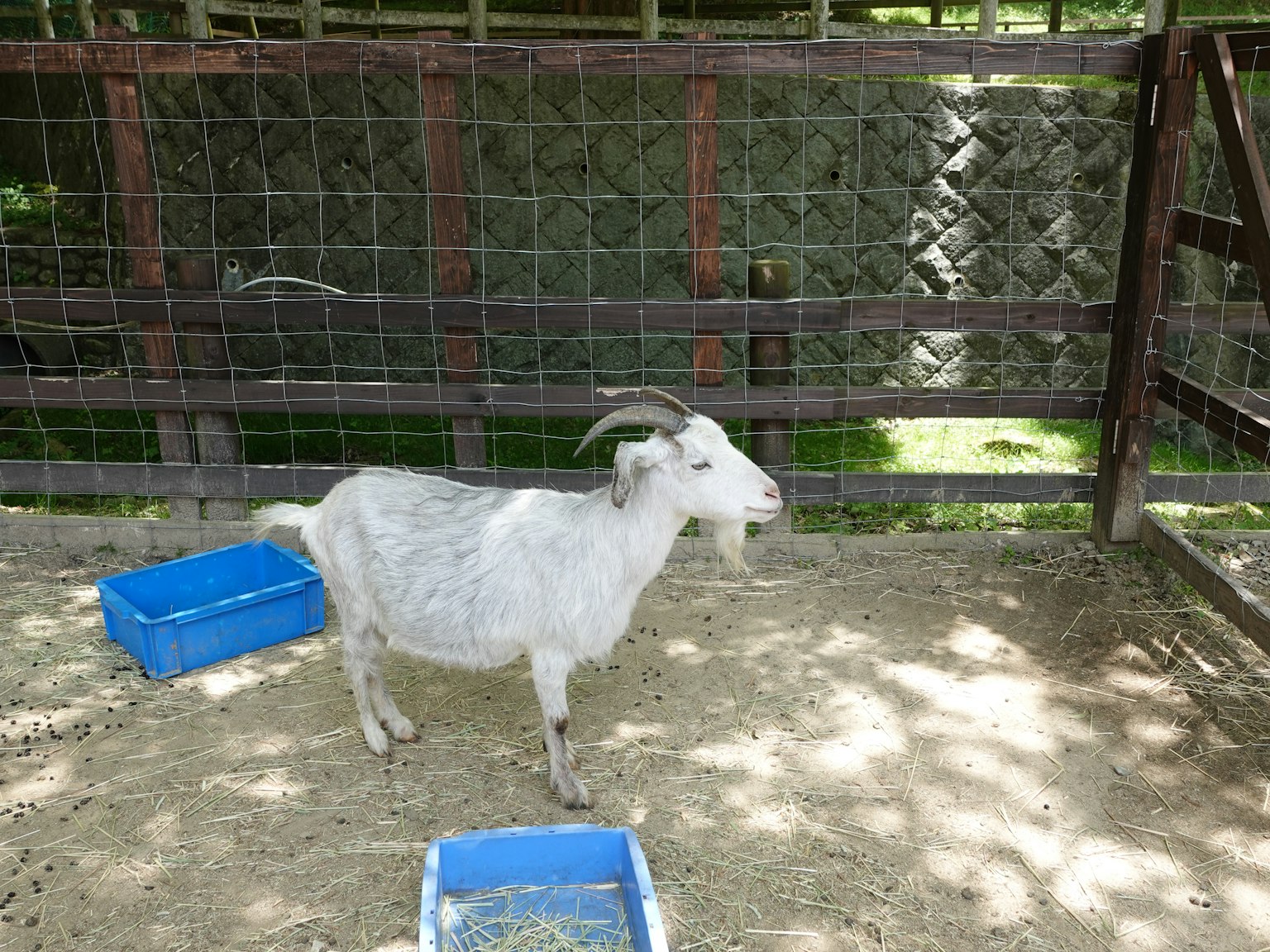 Une chèvre blanche se tenant près de troughs d'alimentation bleus