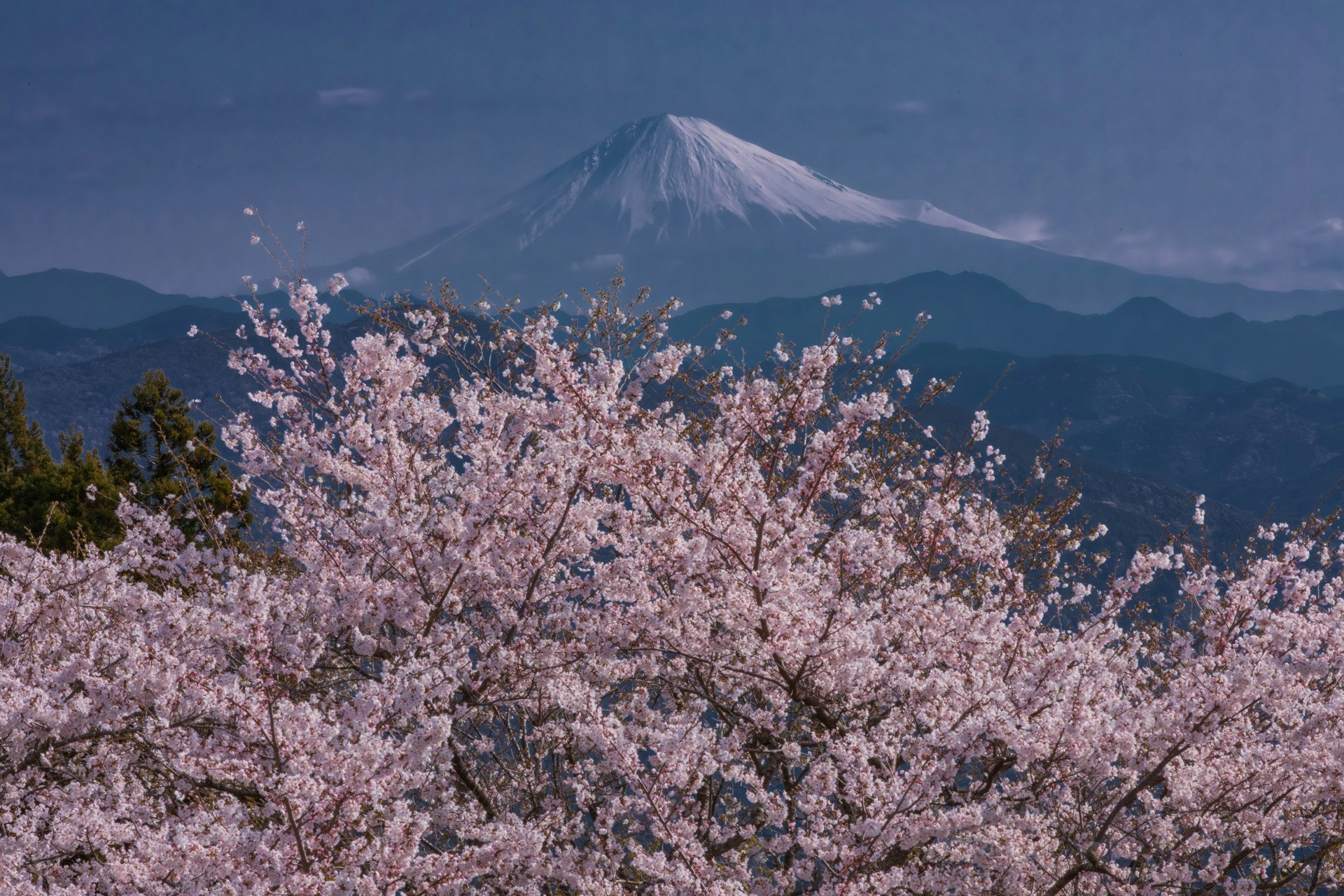 桜の花と富士山を望む山並みの風景