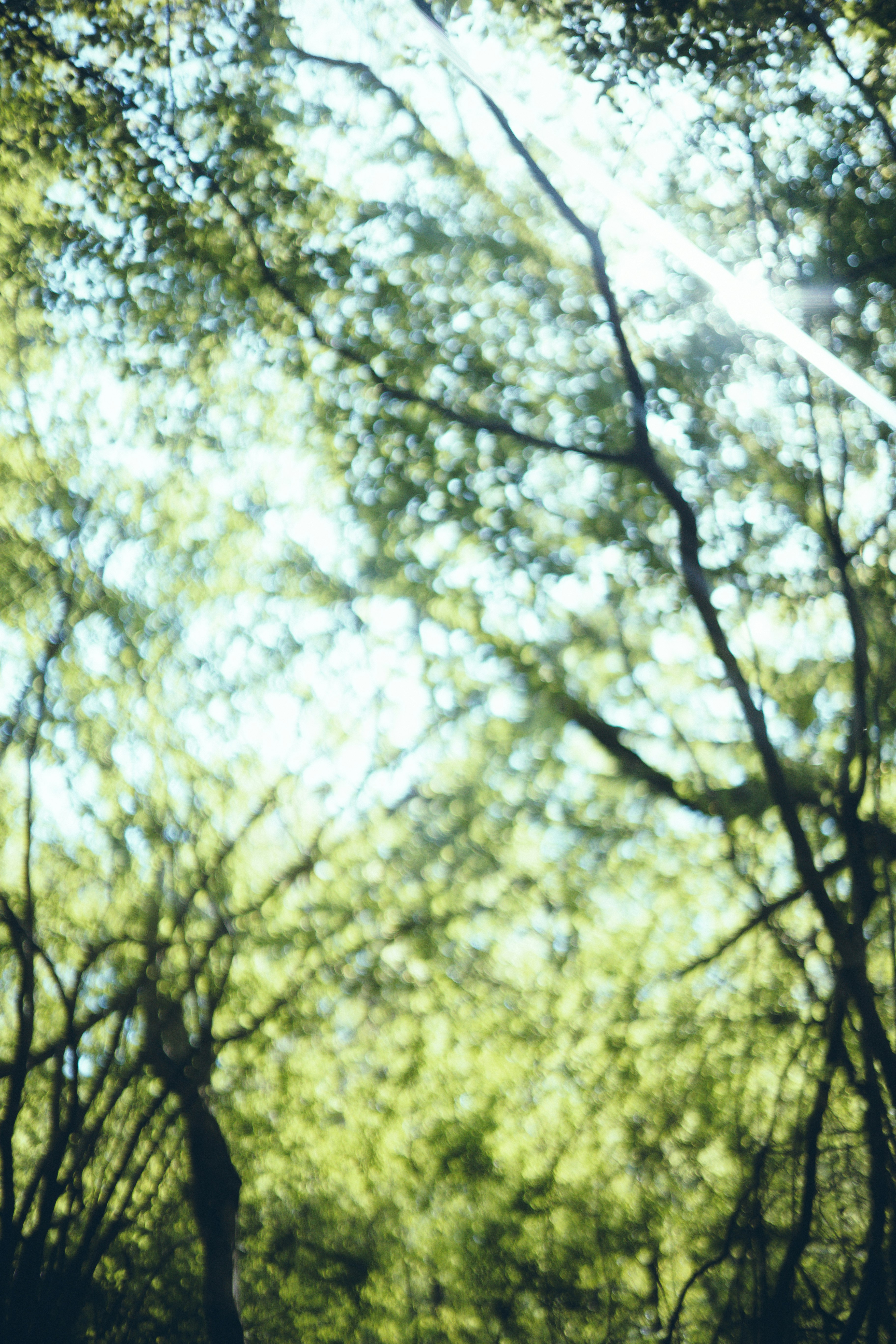 A view of a lush green forest canopy with sunlight filtering through