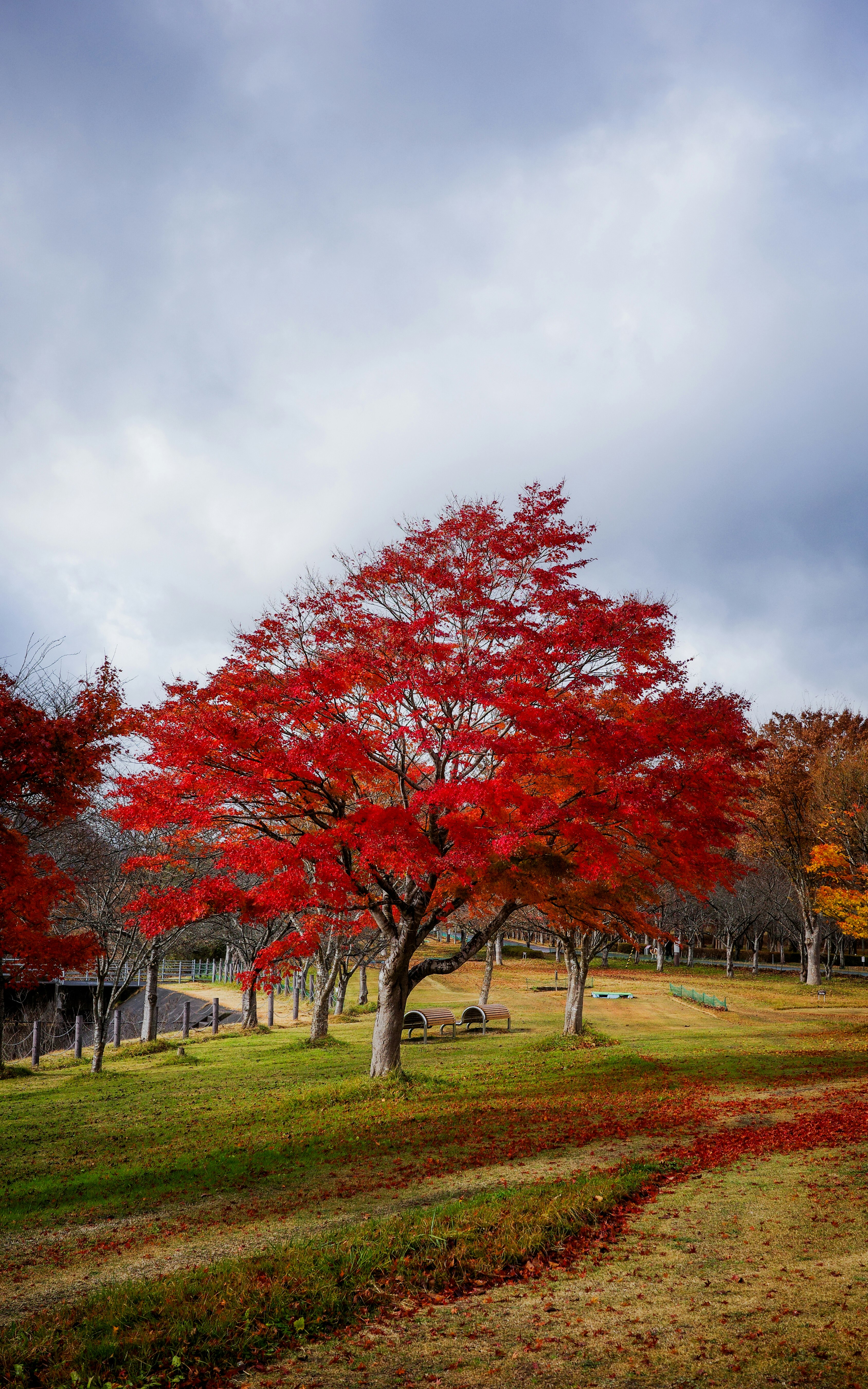 赤い紅葉の並木と芝生の小道