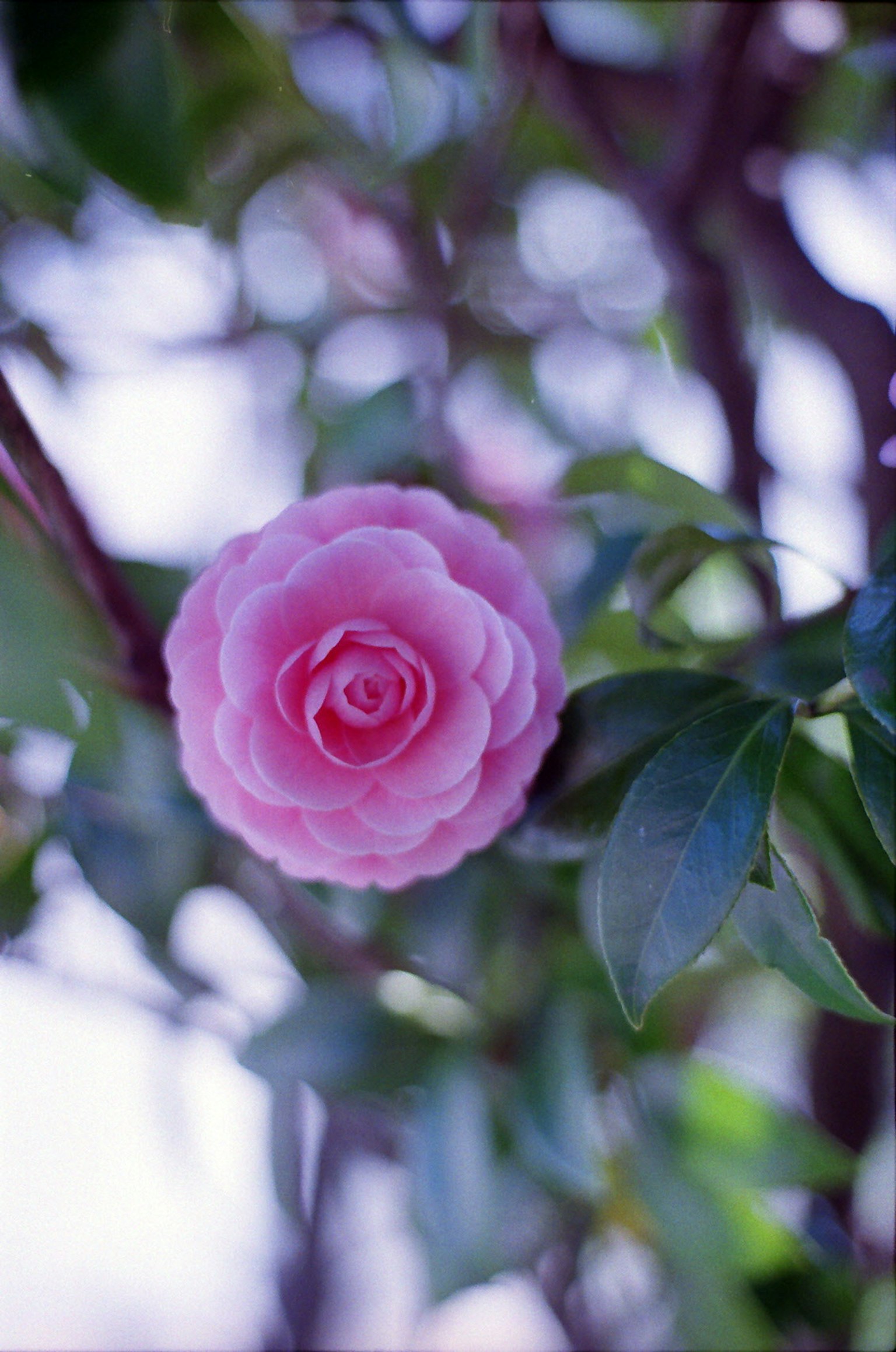 A pink camellia flower blooming among green leaves