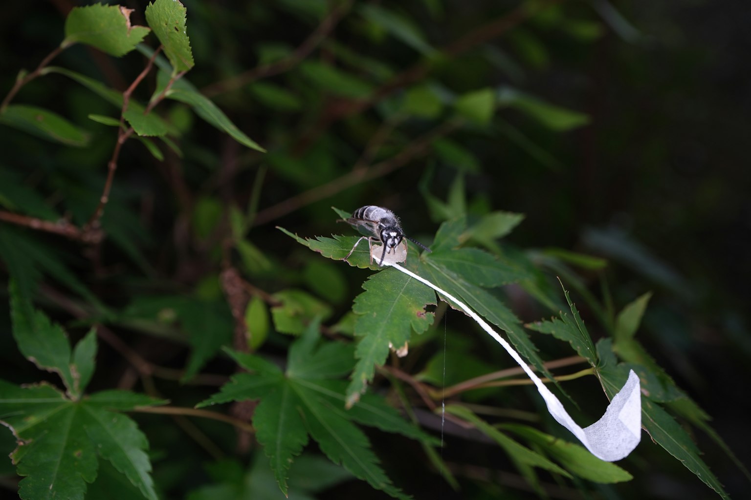绿色叶子上的小昆虫和白色花瓣状结构