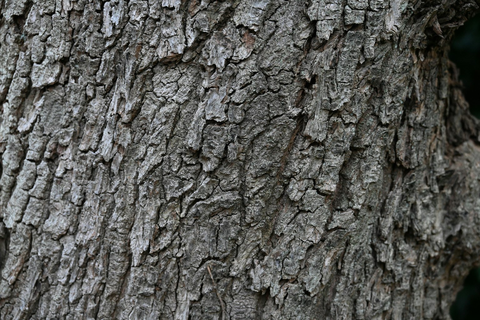 Detailed texture of tree bark featuring gray and brown hues