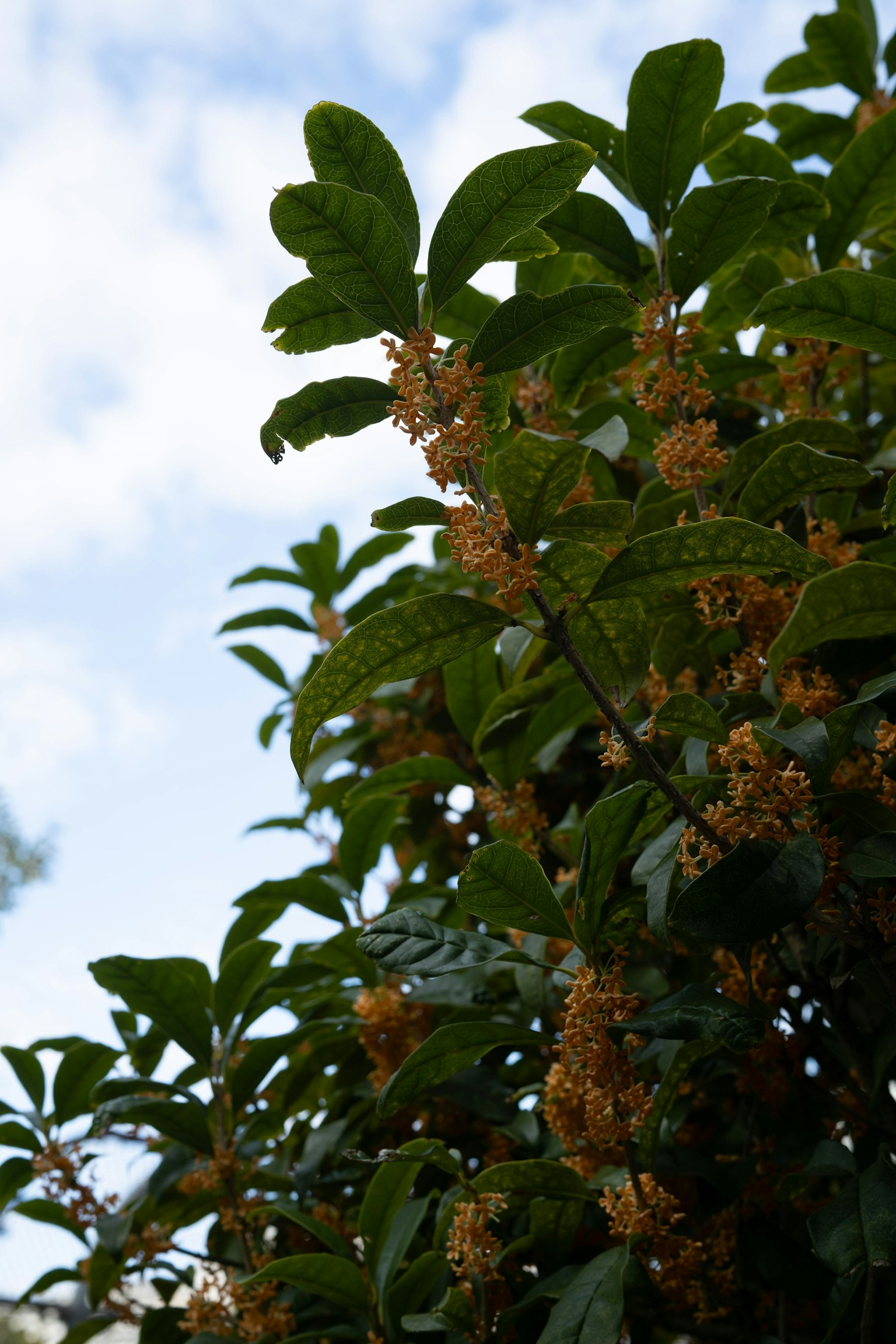 Sweet osmanthus flowers and green leaves under a blue sky